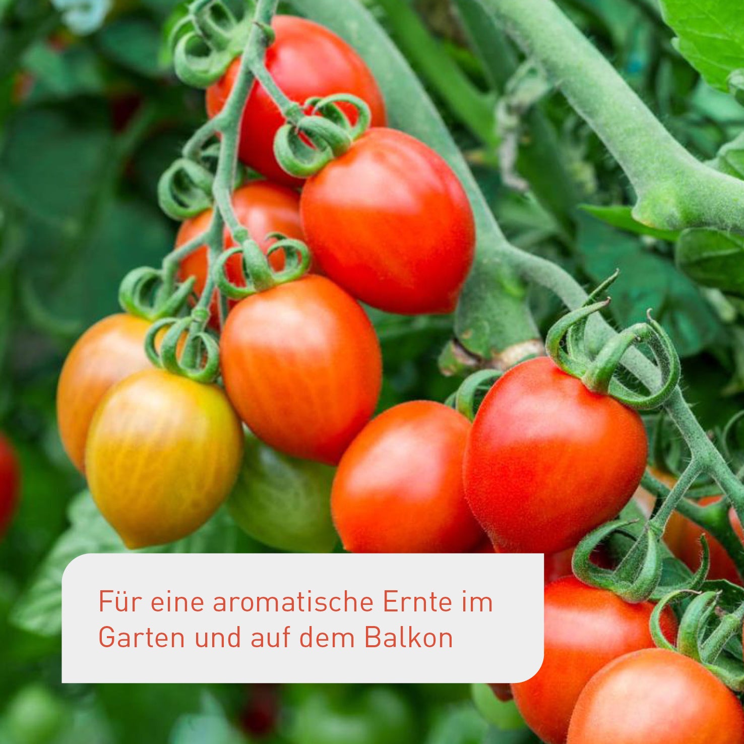 plantura-bio-tomaten-samen-set-mit-10-sorten-bio-saatgut image 4
