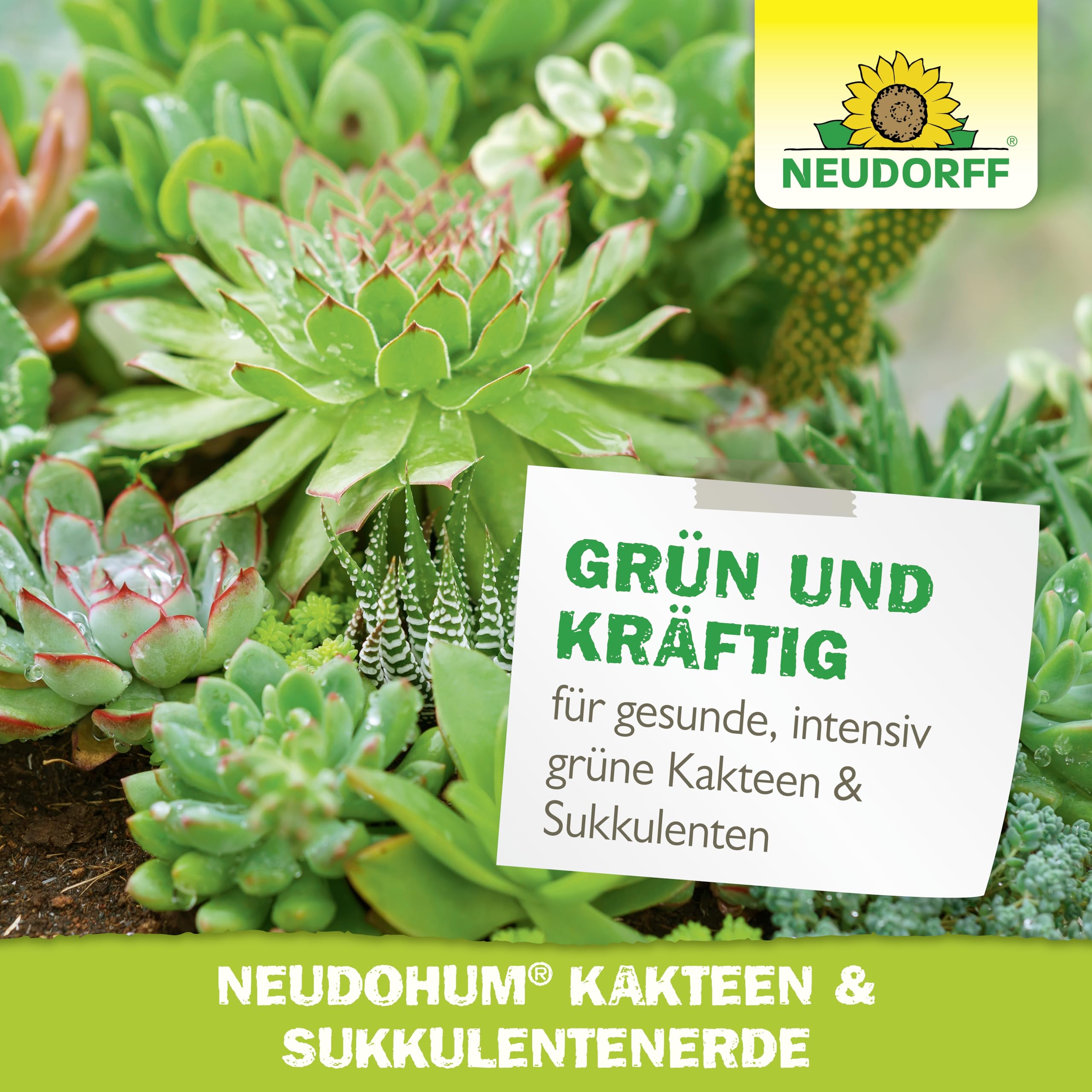 neudorff-neudohum-kakteen-sukkulentenerde-3-l-torffrei-vorged-ngt image 6