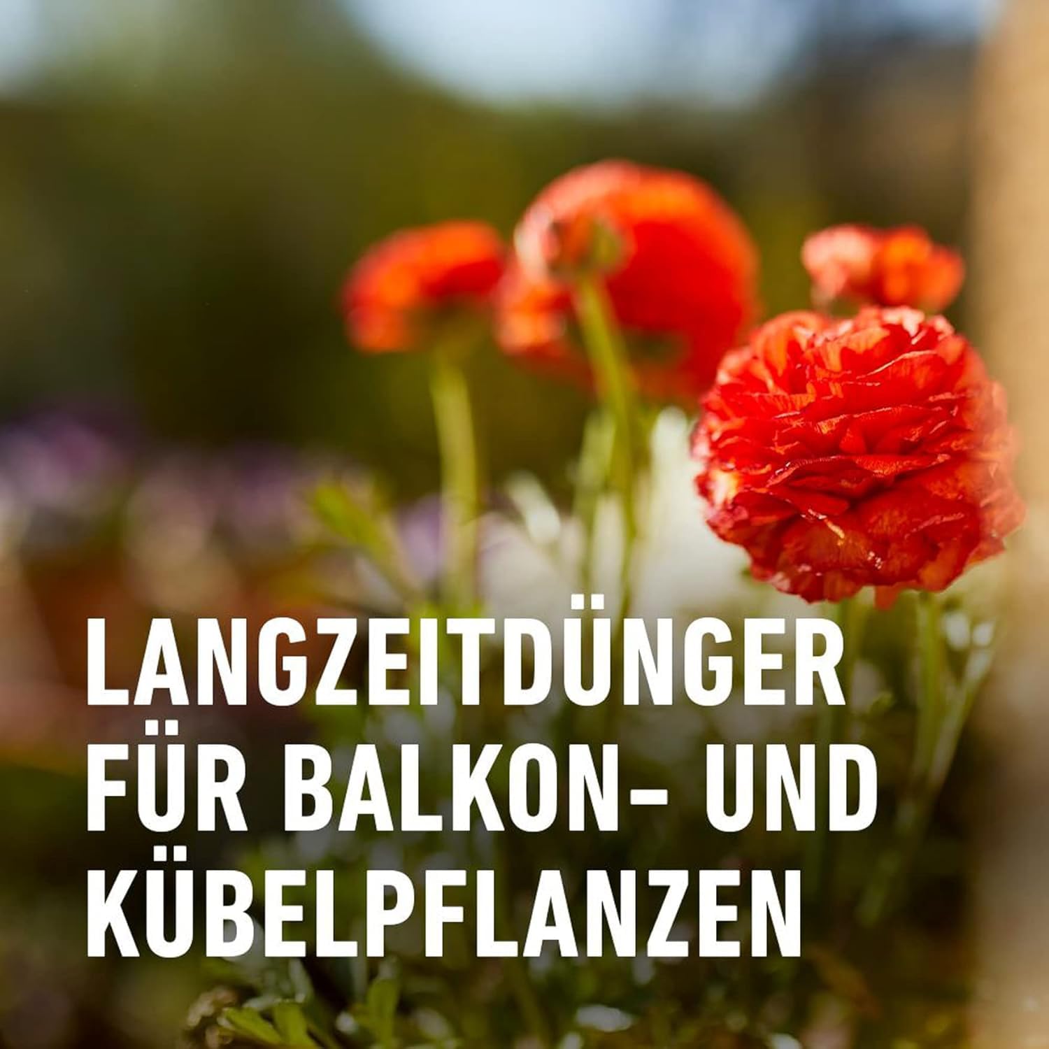 compo-balkon-und-k-belpflanzend-nger-1-2-kg-langzeit-6-monate image 4