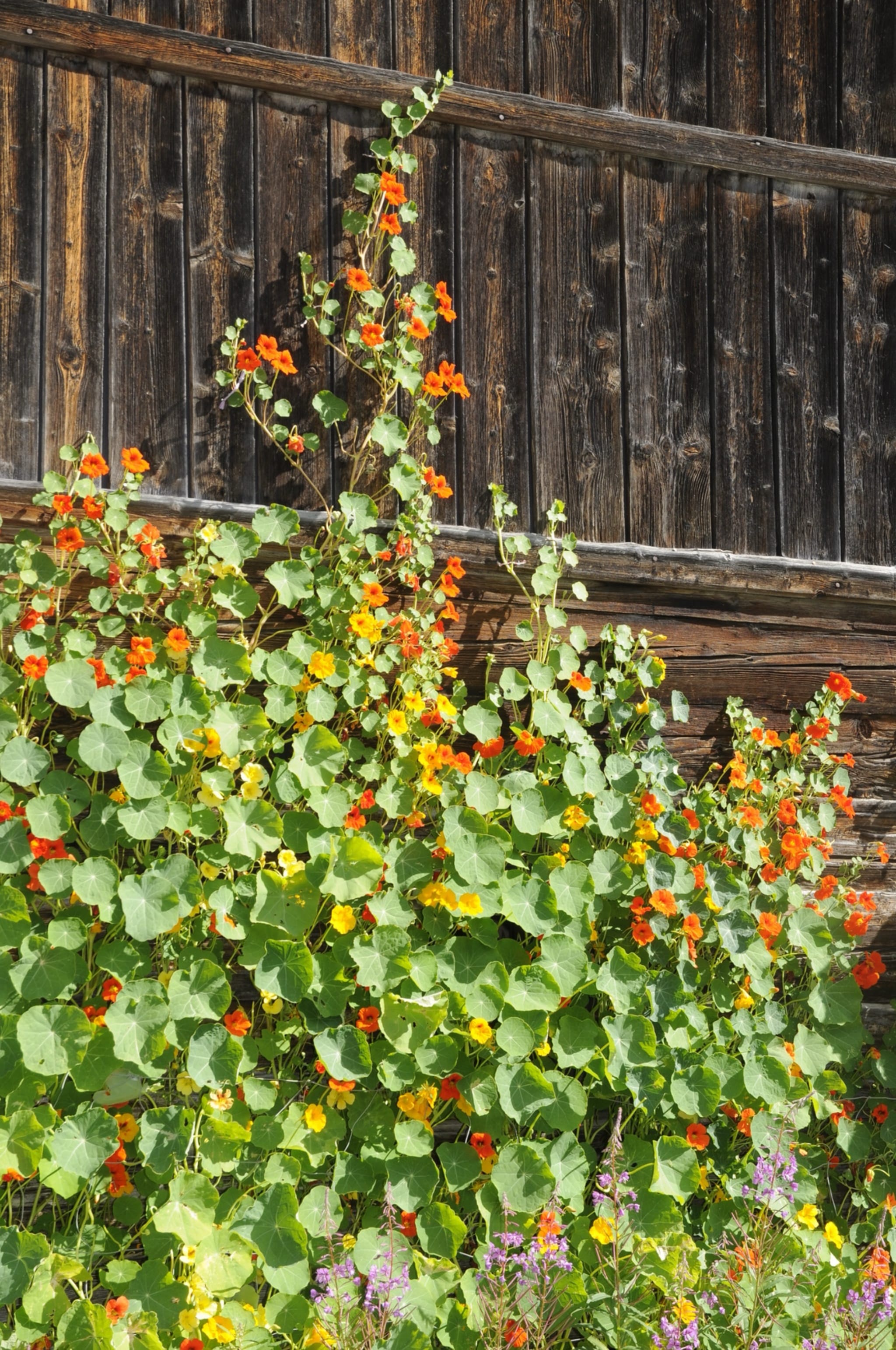 plantura-bio-kapuzinerkresse-rankende-mischung-saatgut image 2