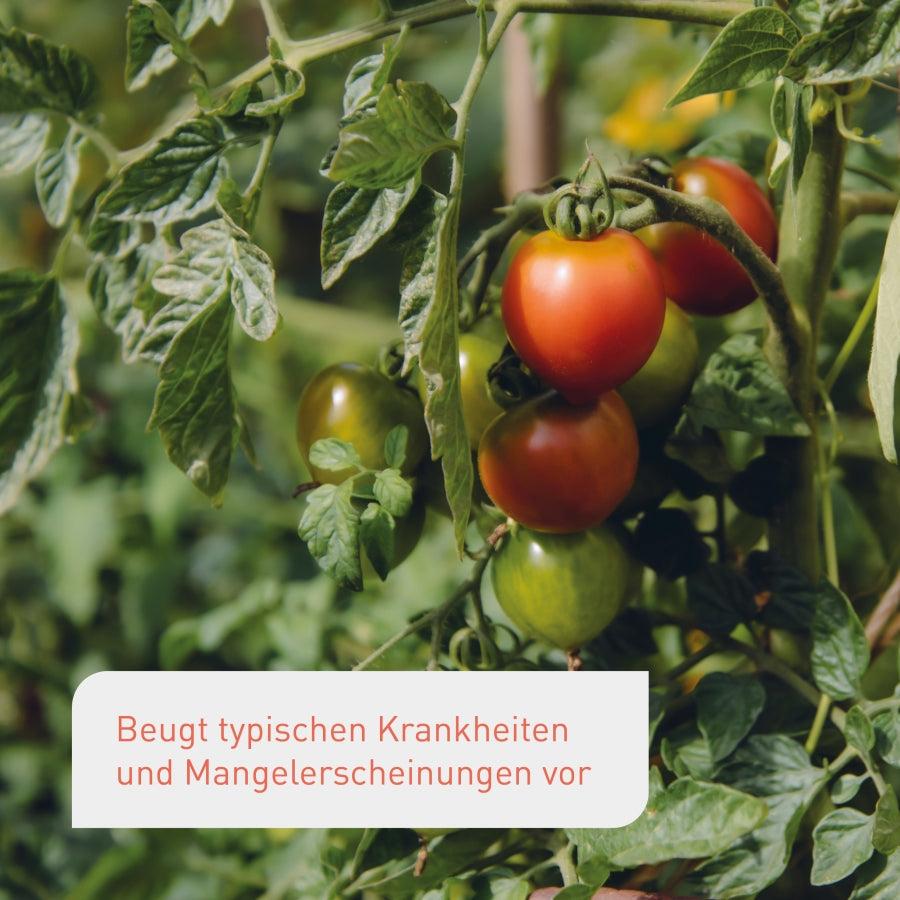 plantura-bio-tomaten-gem-sed-nger-800-ml-fl-ssigd-nger image 4