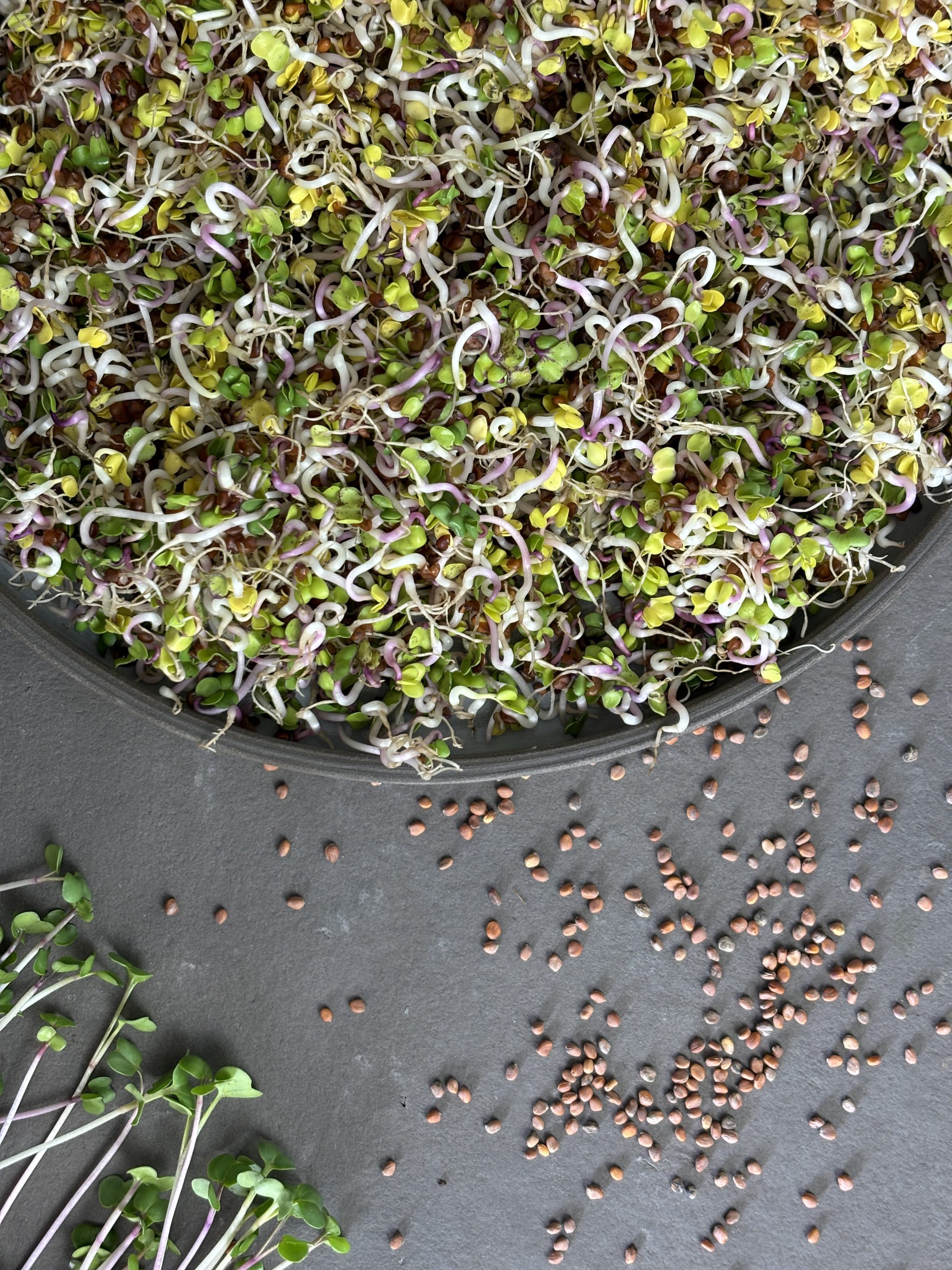 plantura-bio-radieschen-sprossen-bio-samen-f-r-sprossen-microgreens image 2