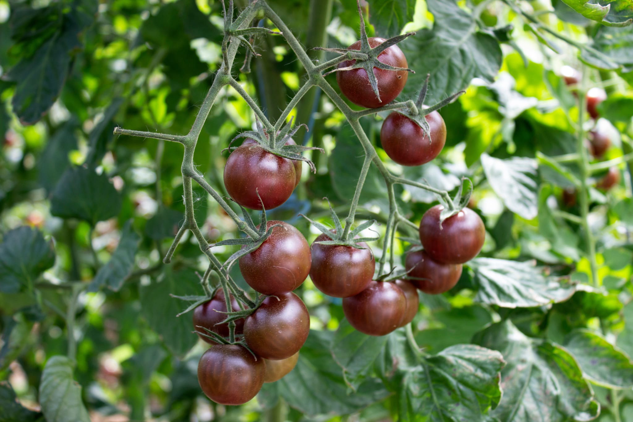 plantura-bio-tomate-black-cherry-bio-saatgut-cherrytomate image 2