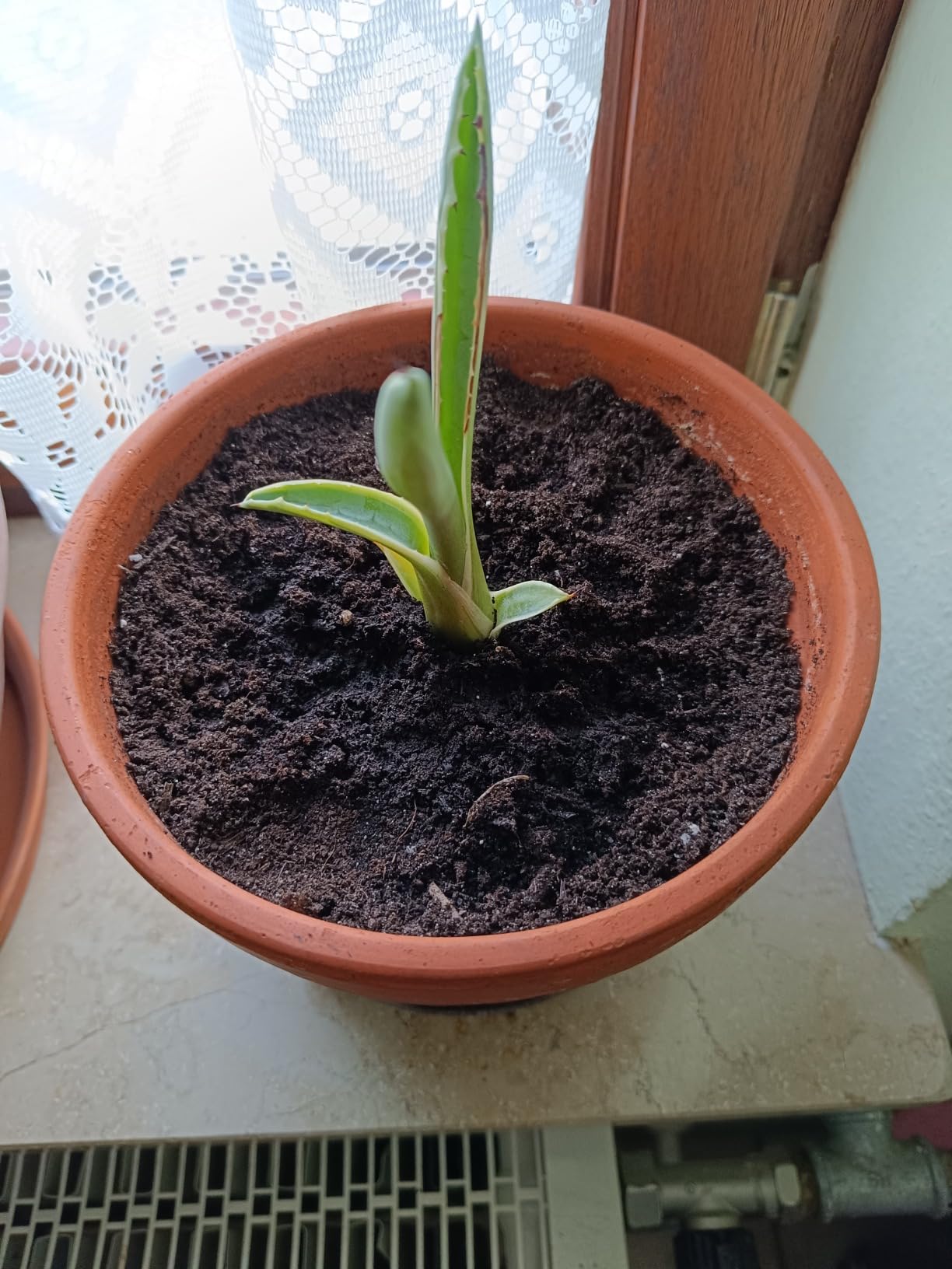 Zu feucht für Lithops