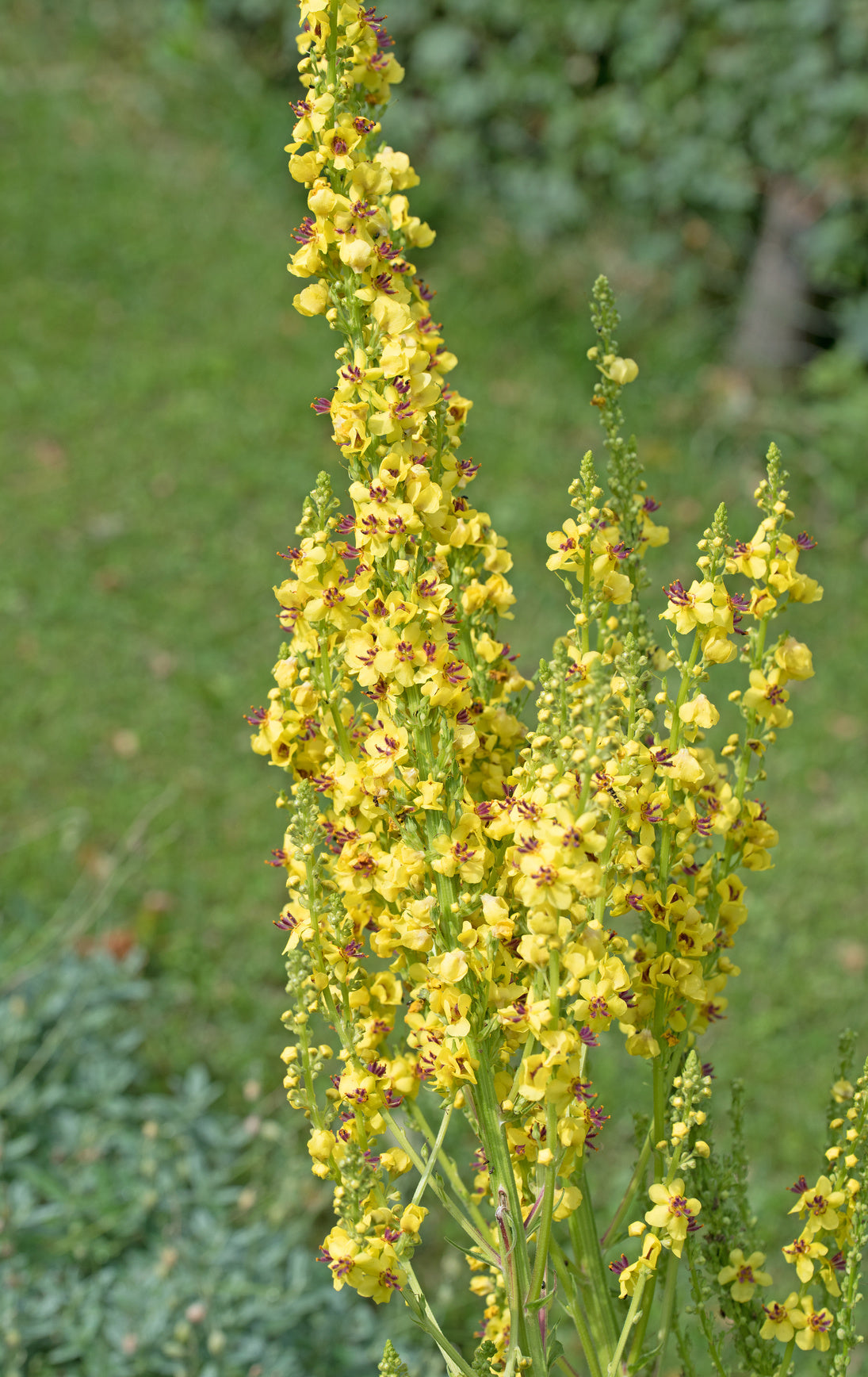plantura-bio-dunkle-k-nigskerze-wildblume-bio-saatgut image 2