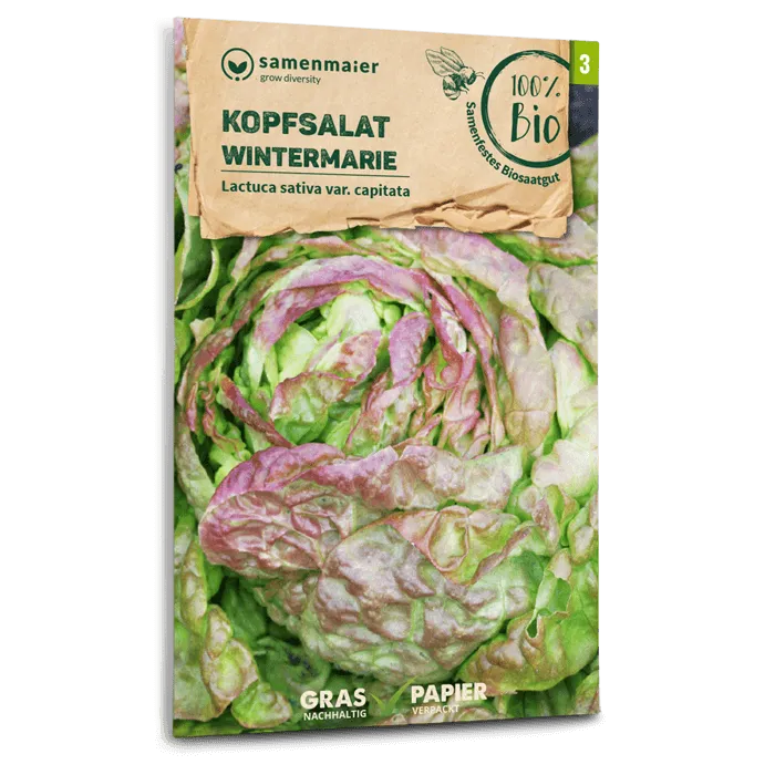 plantura-bio-kopfsalat-wintermarie-bio-saatgut-berwinternd image 1
