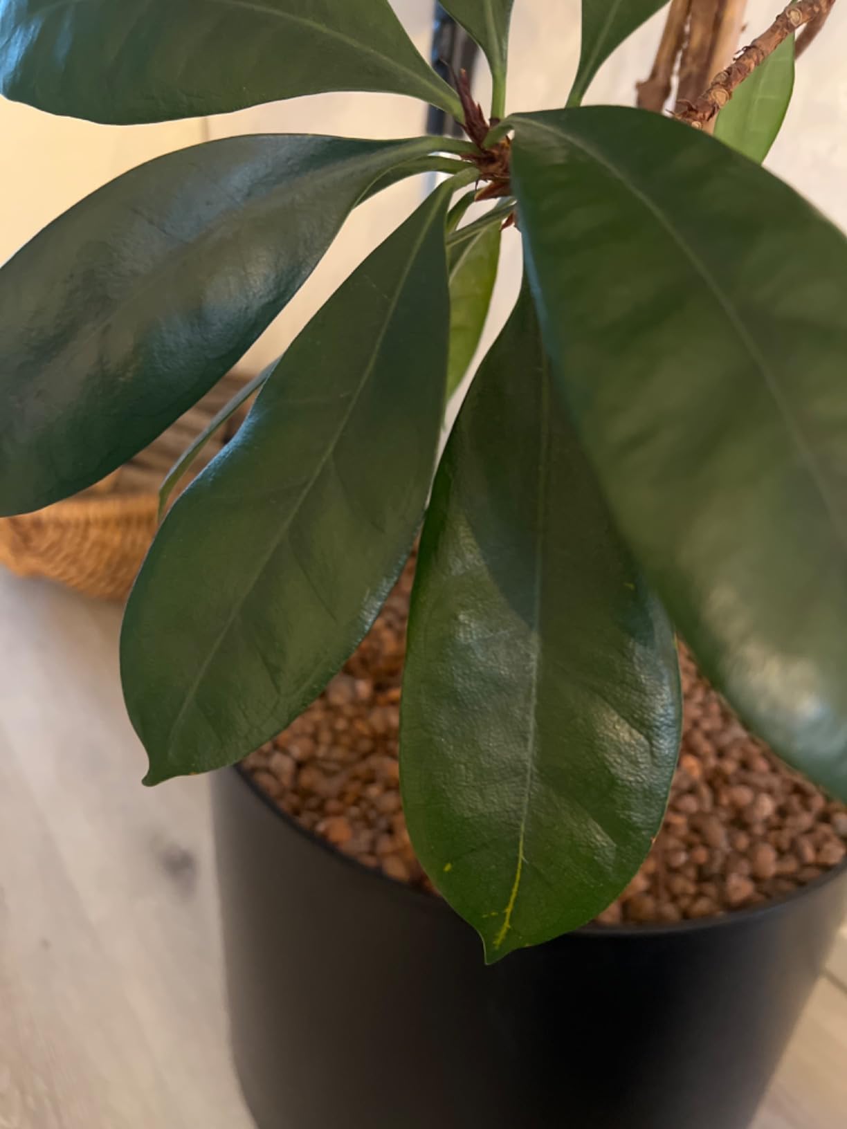 Monstera strahlt wieder