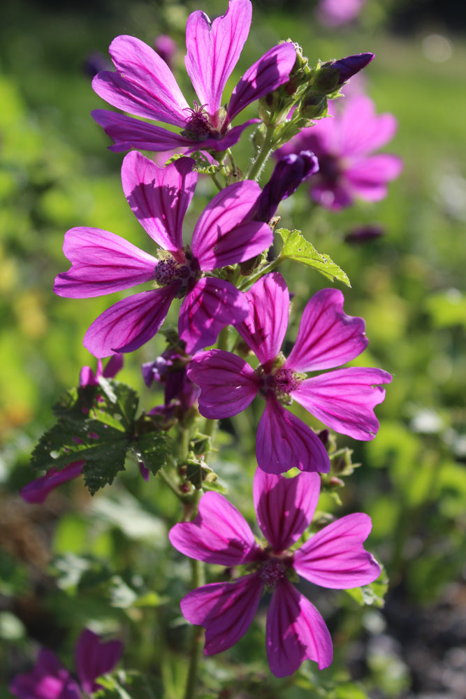 plantura-bio-wilde-malve-wildblume-bio-saatgut image 2