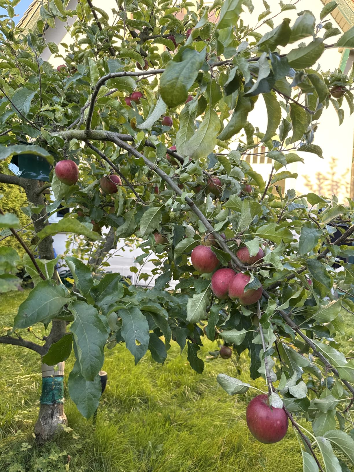 Endlich wurmfreie Äpfel!