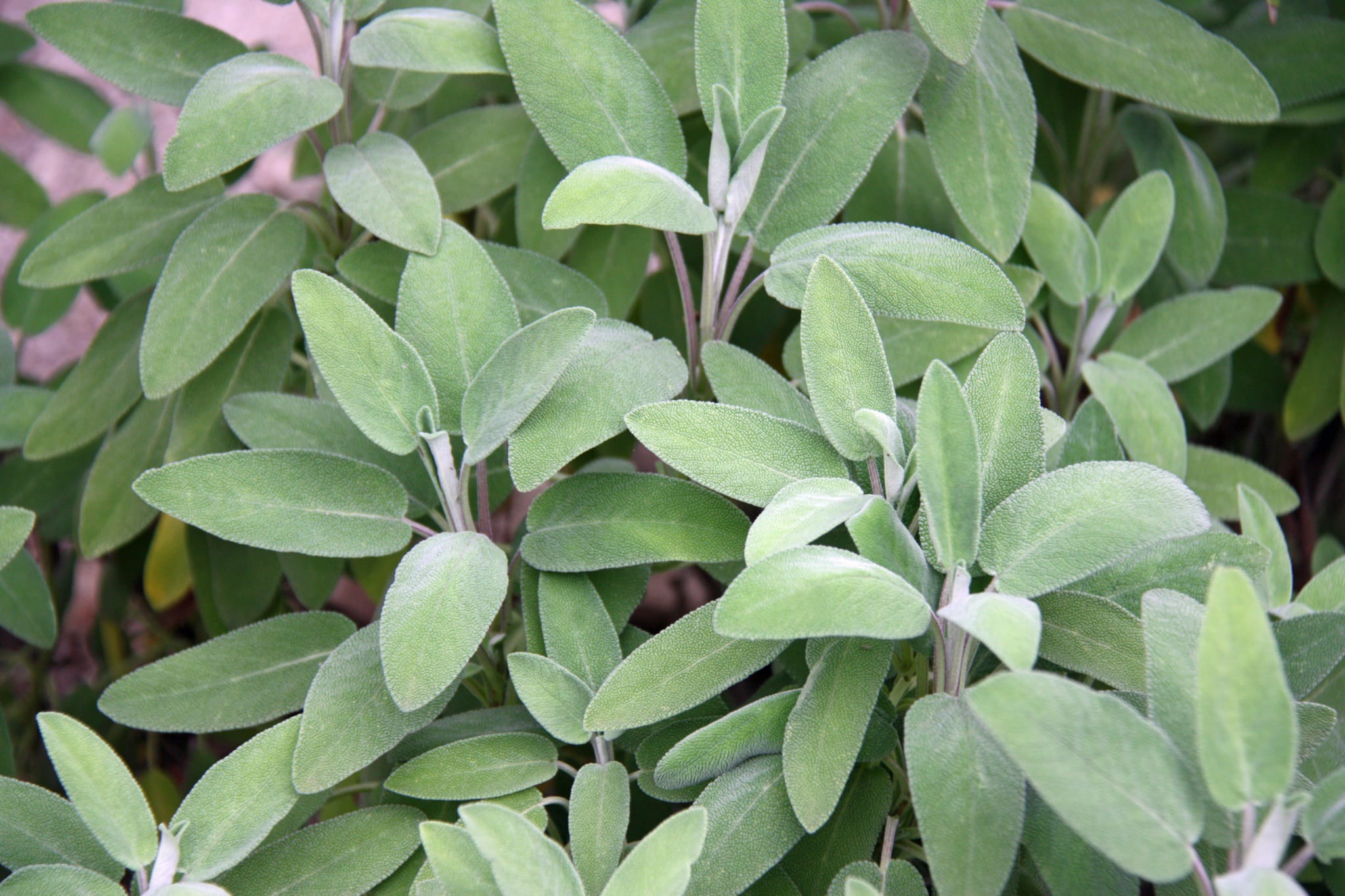 plantura-bio-salbei-echter-salbei-bio-saatgut-apothekersalbei image 2