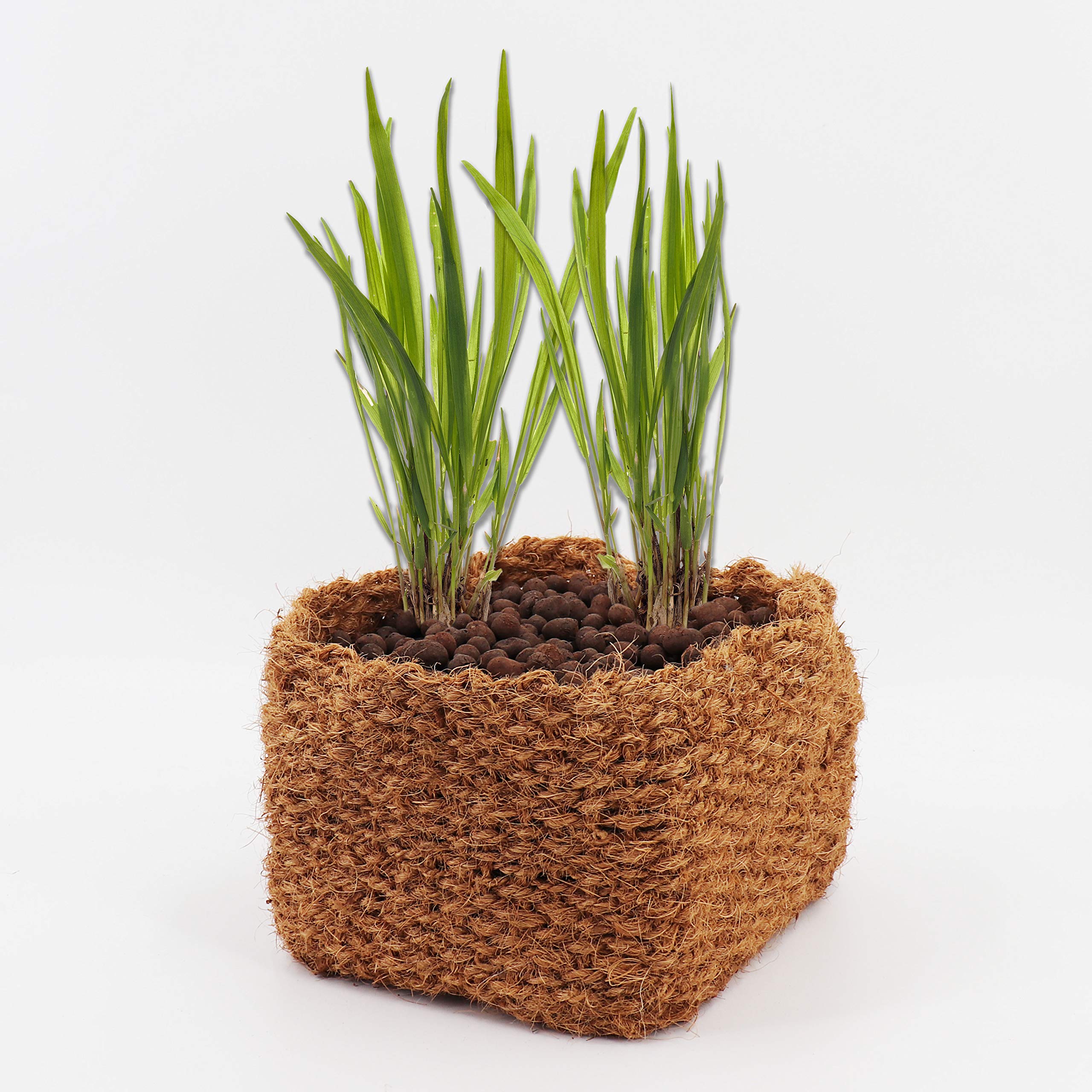 aquagart-kokos-pflanzkorb-20x20x15-cm-9-st-ck-natur image 3
