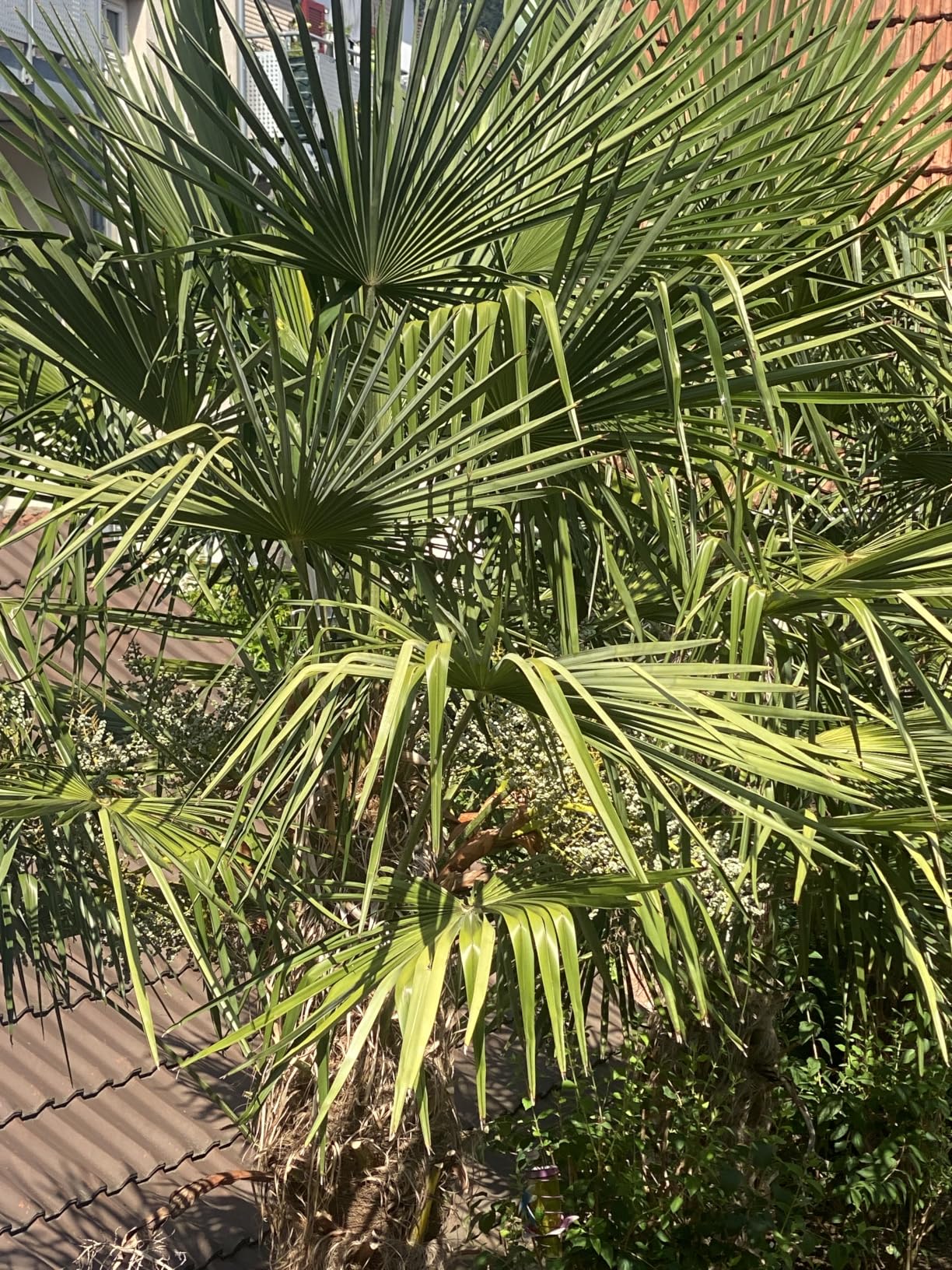 Palme gerettet