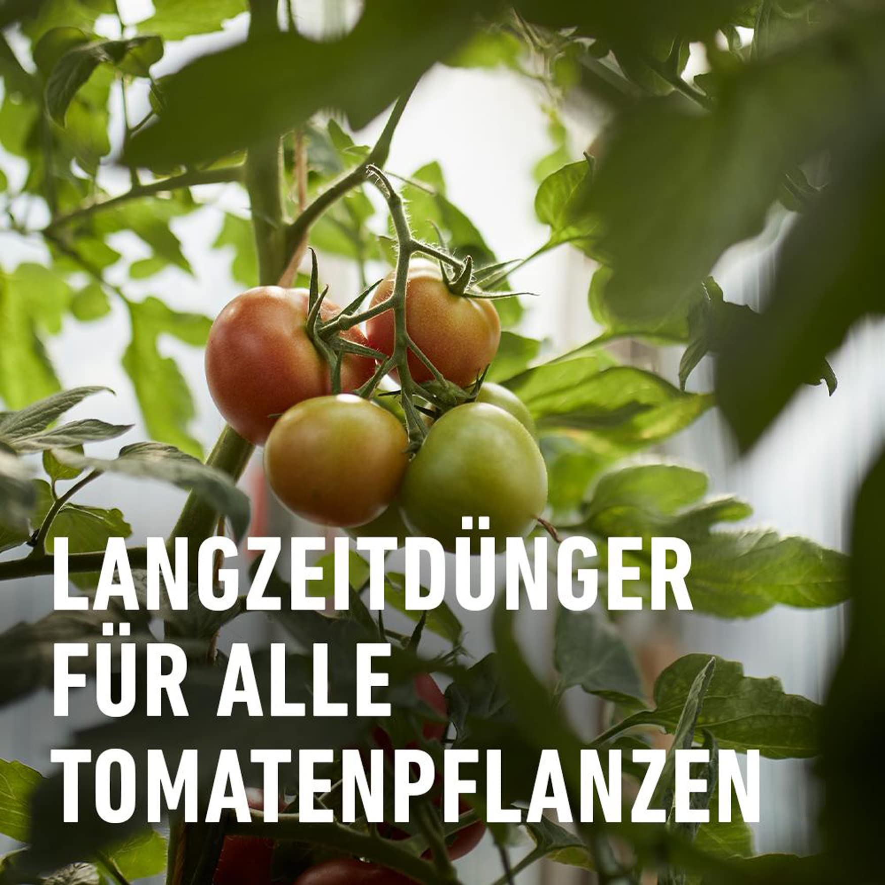 compo-tomaten-langzeit-d-nger-2-kg-spezial-d-nger-f-r-tomaten-und-fruchtgem-se image 3