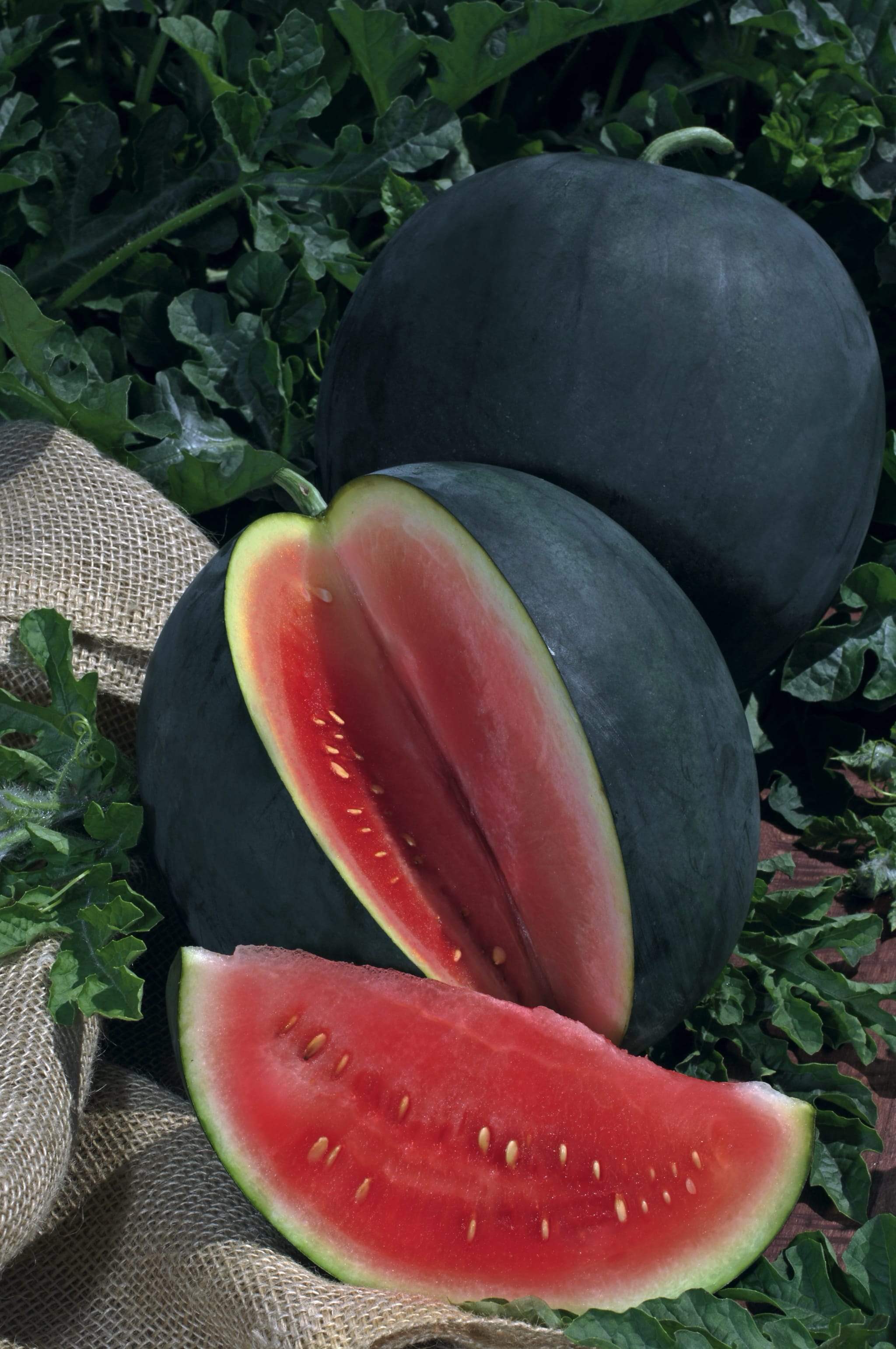 plantura-bio-wassermelone-sugar-baby-bio-gem-sesaatgut image 2