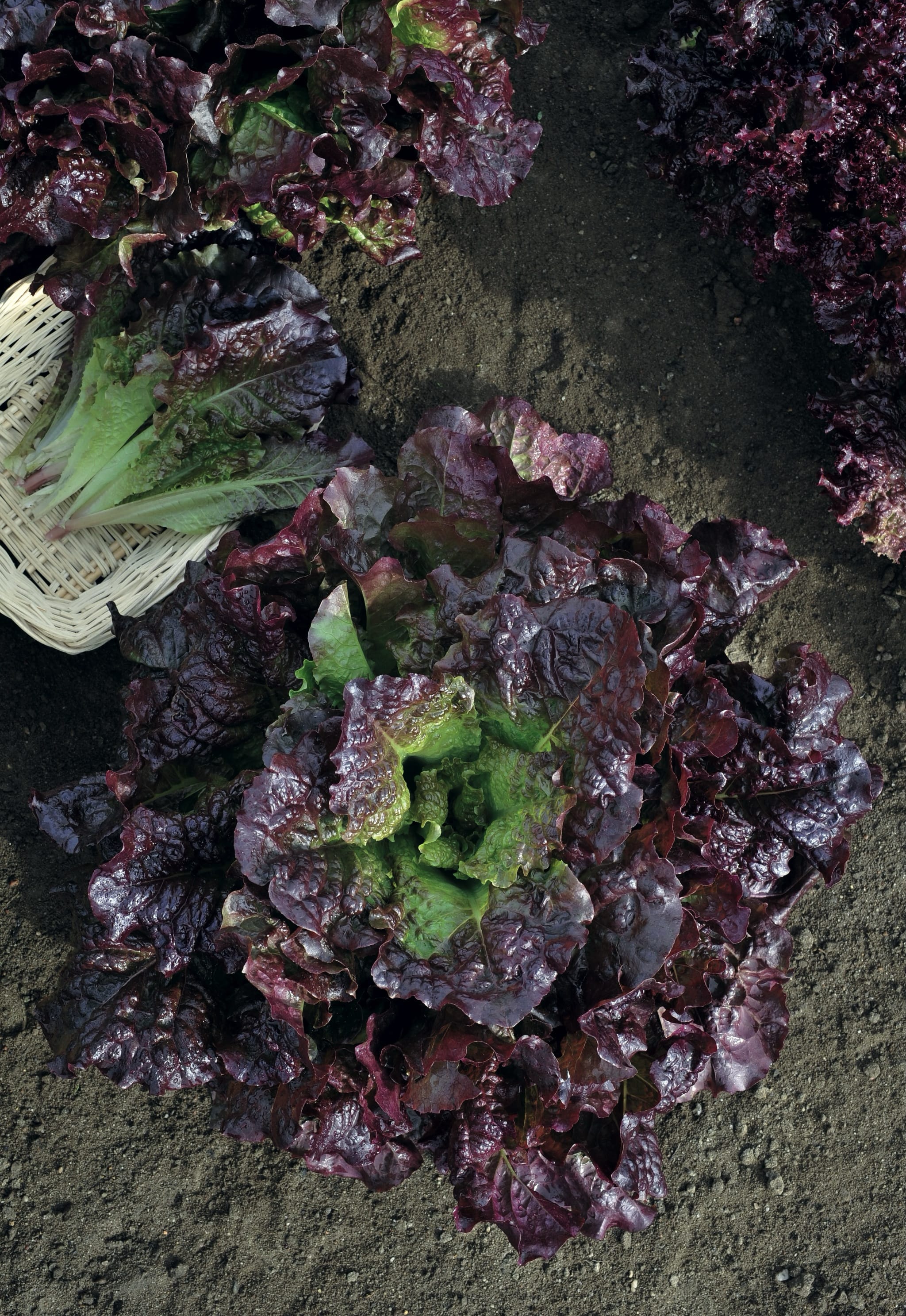 plantura-bio-kopfsalat-roter-butterh-uptl-samen image 2