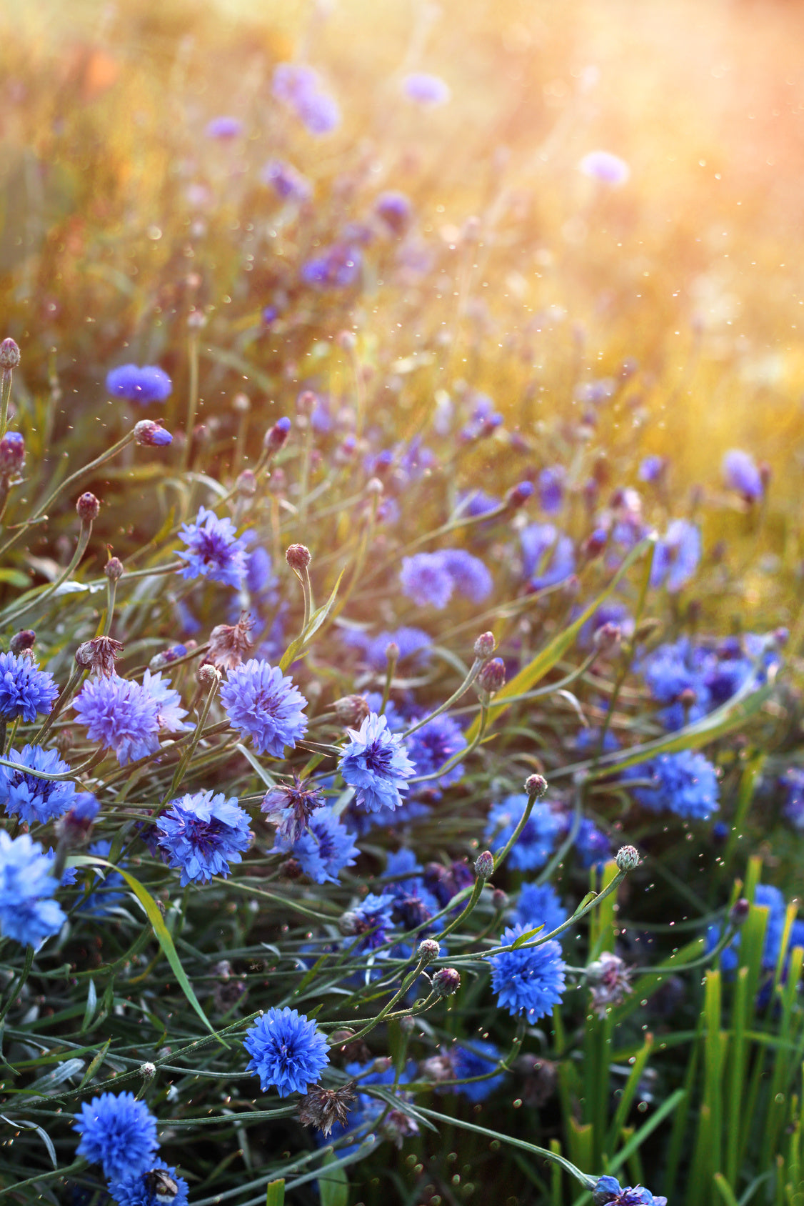 plantura-bio-kornblume-blau-bio-saatgut image 2
