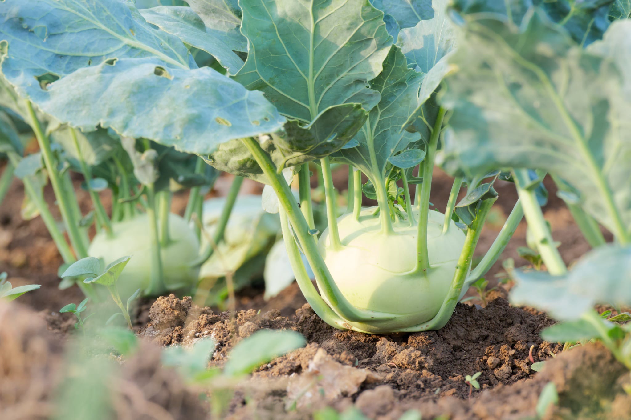 plantura-bio-kohlrabi-noriko-bio-saatgut image 2