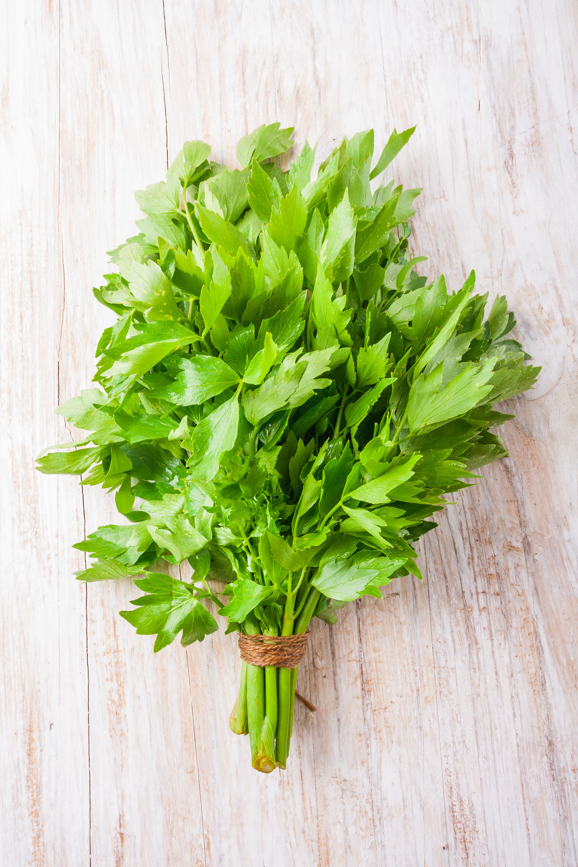 plantura-bio-liebst-ckel-maggikraut-bio-saatgut-mehrj-hrig image 2