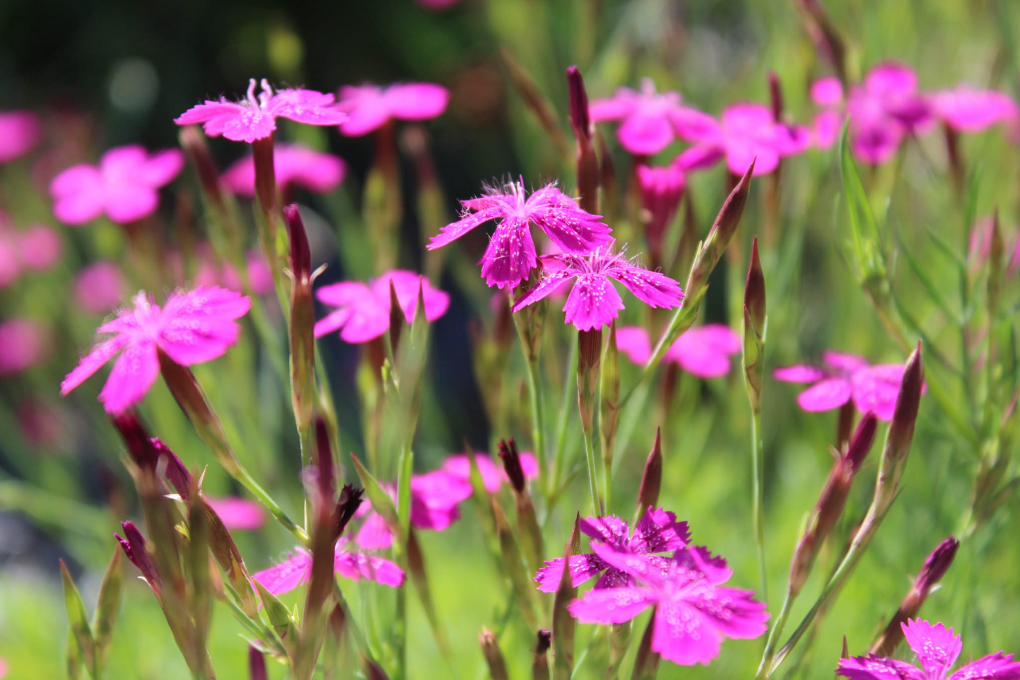 plantura-bio-heide-nelke-wildblume-bio-saatgut image 2