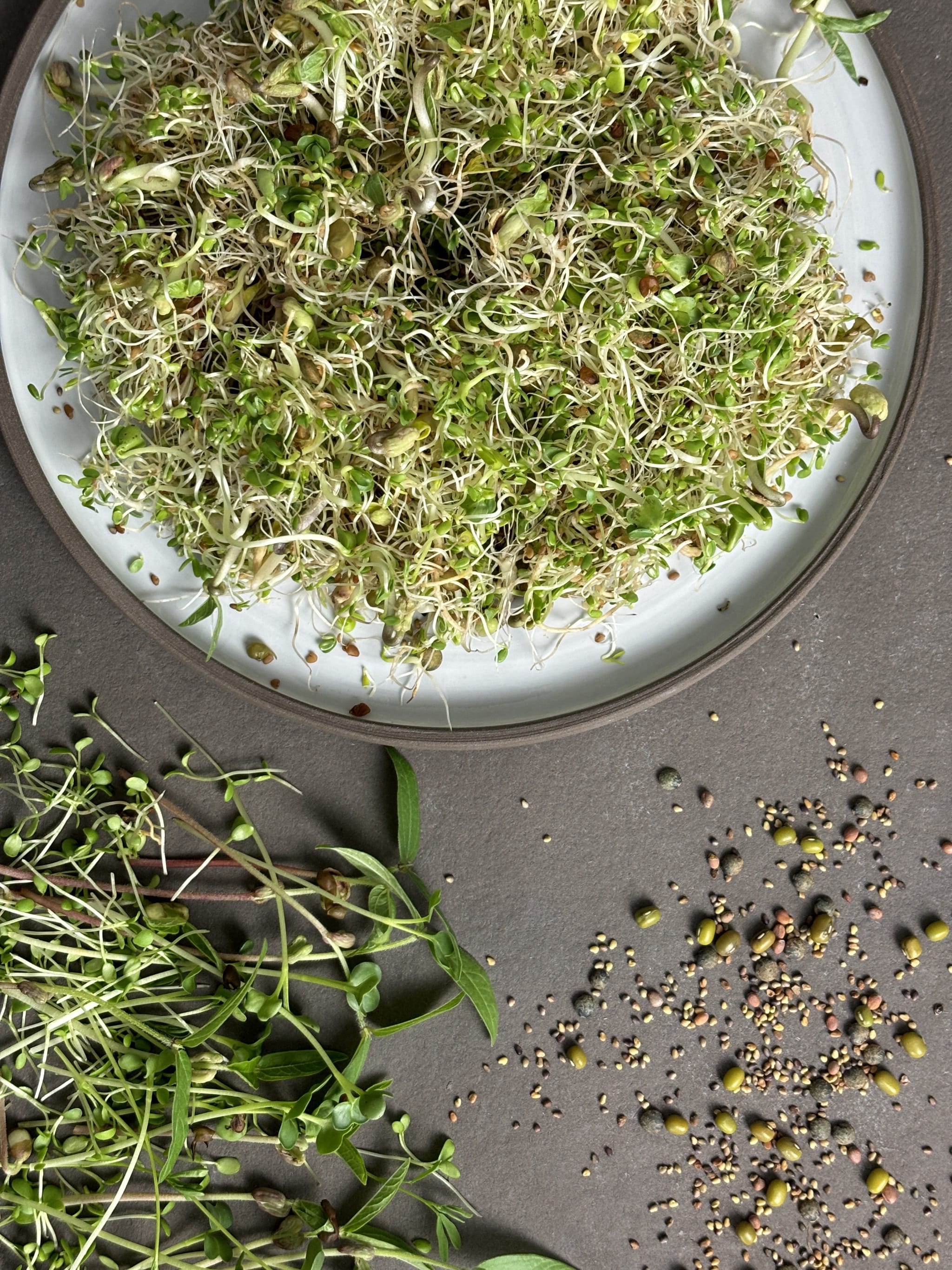 plantura-bio-sprossen-mix-wellness-bio-saatgut-f-r-sprossenglas image 2