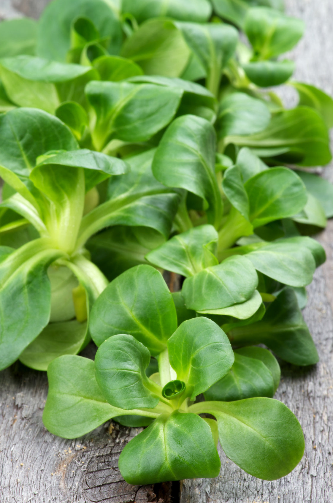 plantura-bio-feldsalat-verte-a-coeur-plein-2-samen image 2