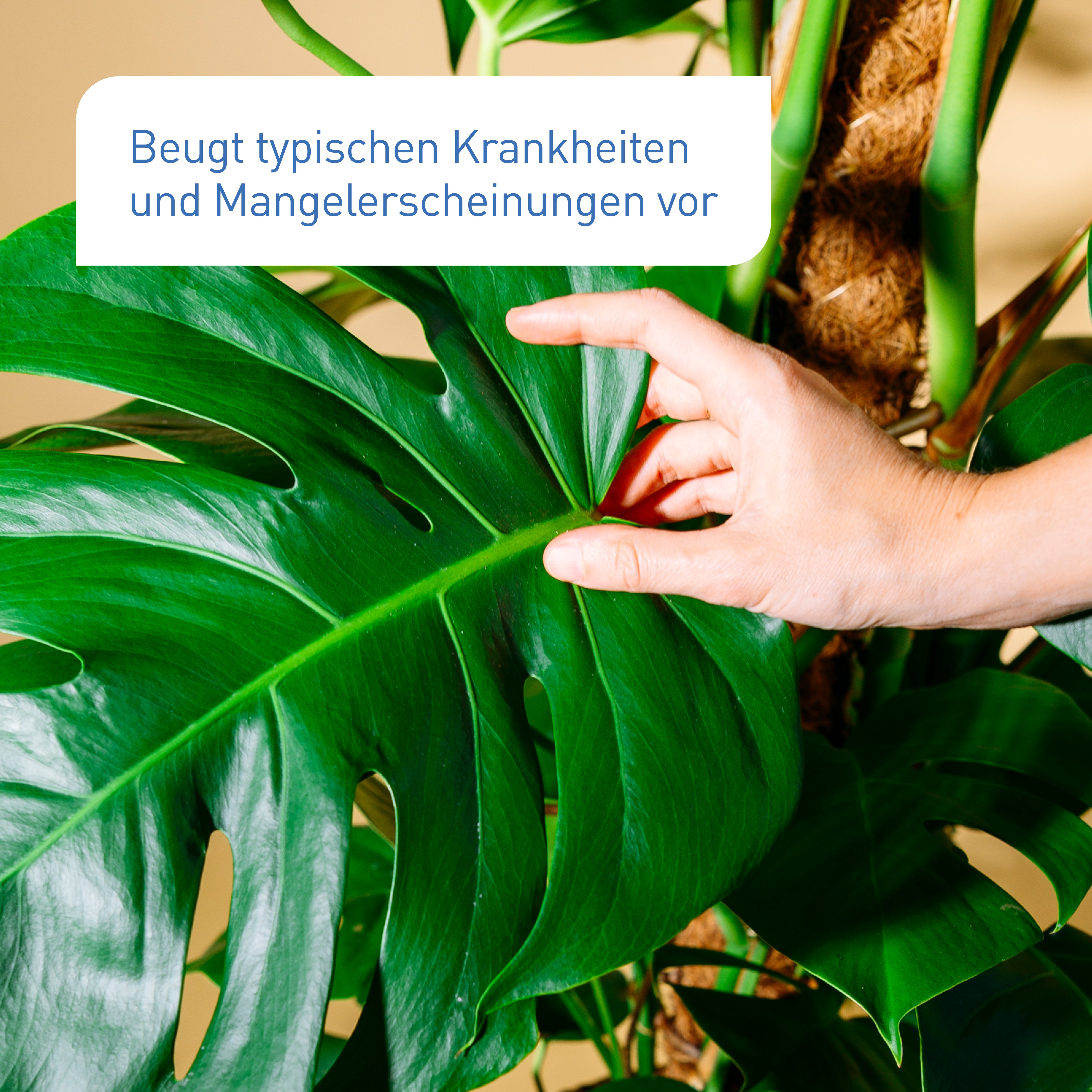 plantura-bio-zimmer-gr-npflanzend-nger-800-ml-bio-fl-ssigd-nger image 4