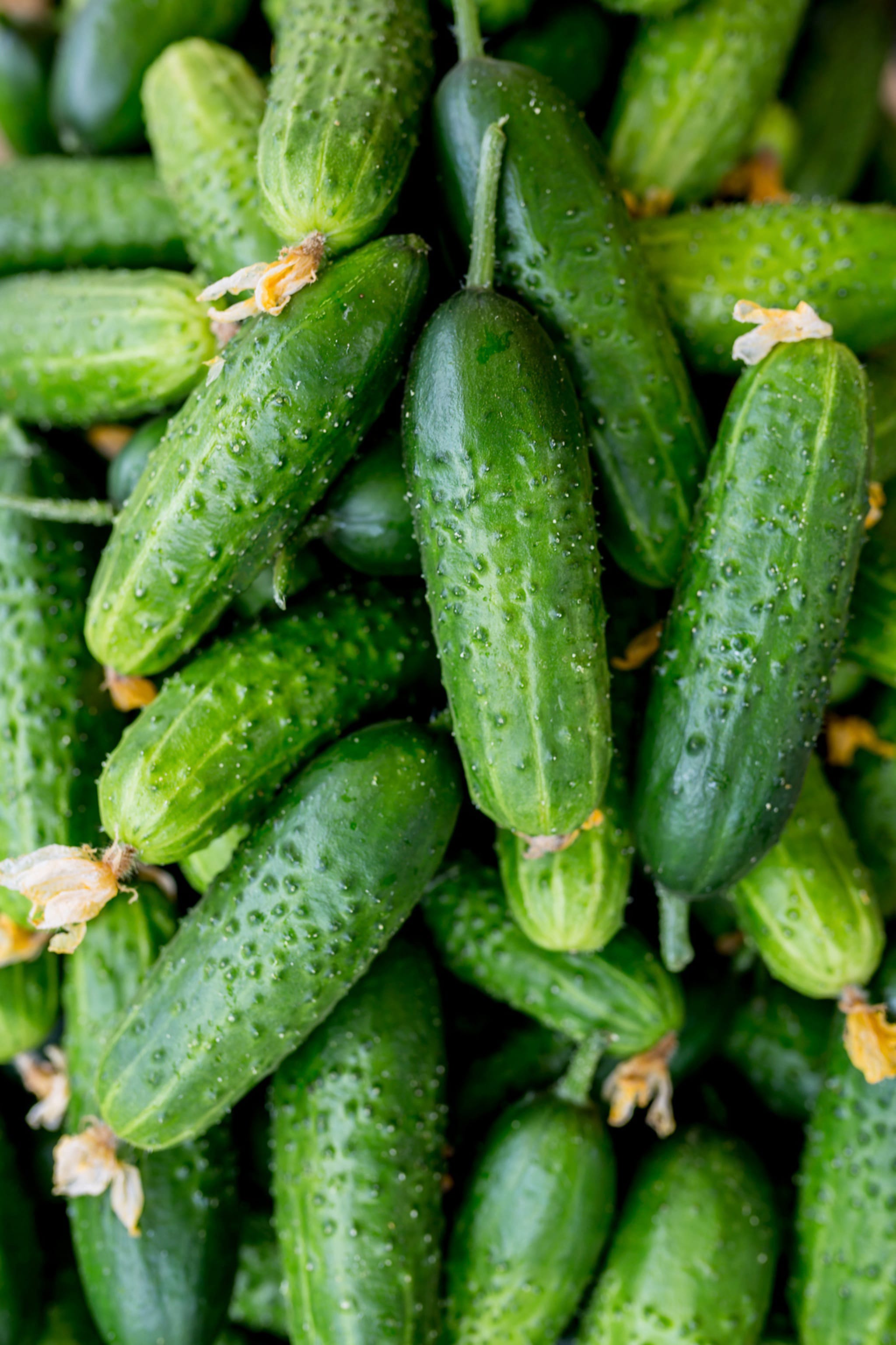 plantura-bio-einlegegurke-vorgebirgstrauben-bio-saatgut image 2