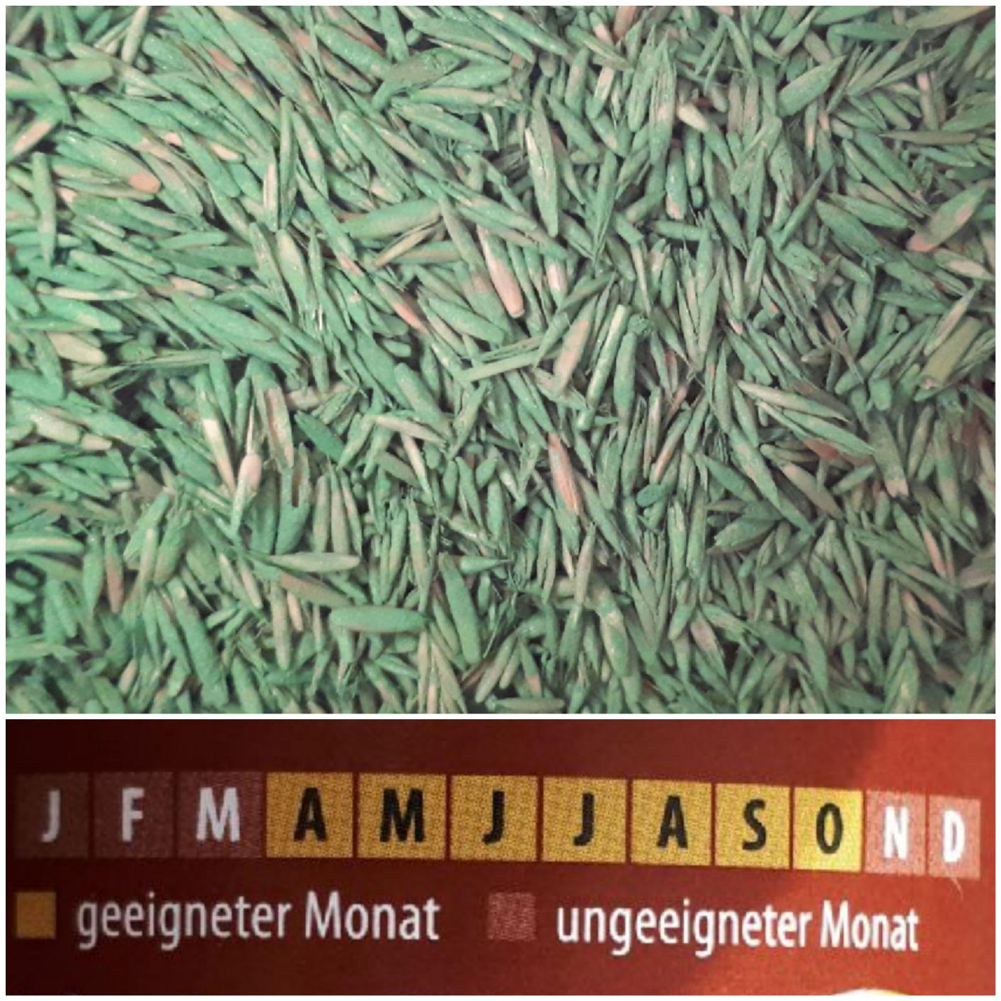 Nachsaat im Herbst perfekt
