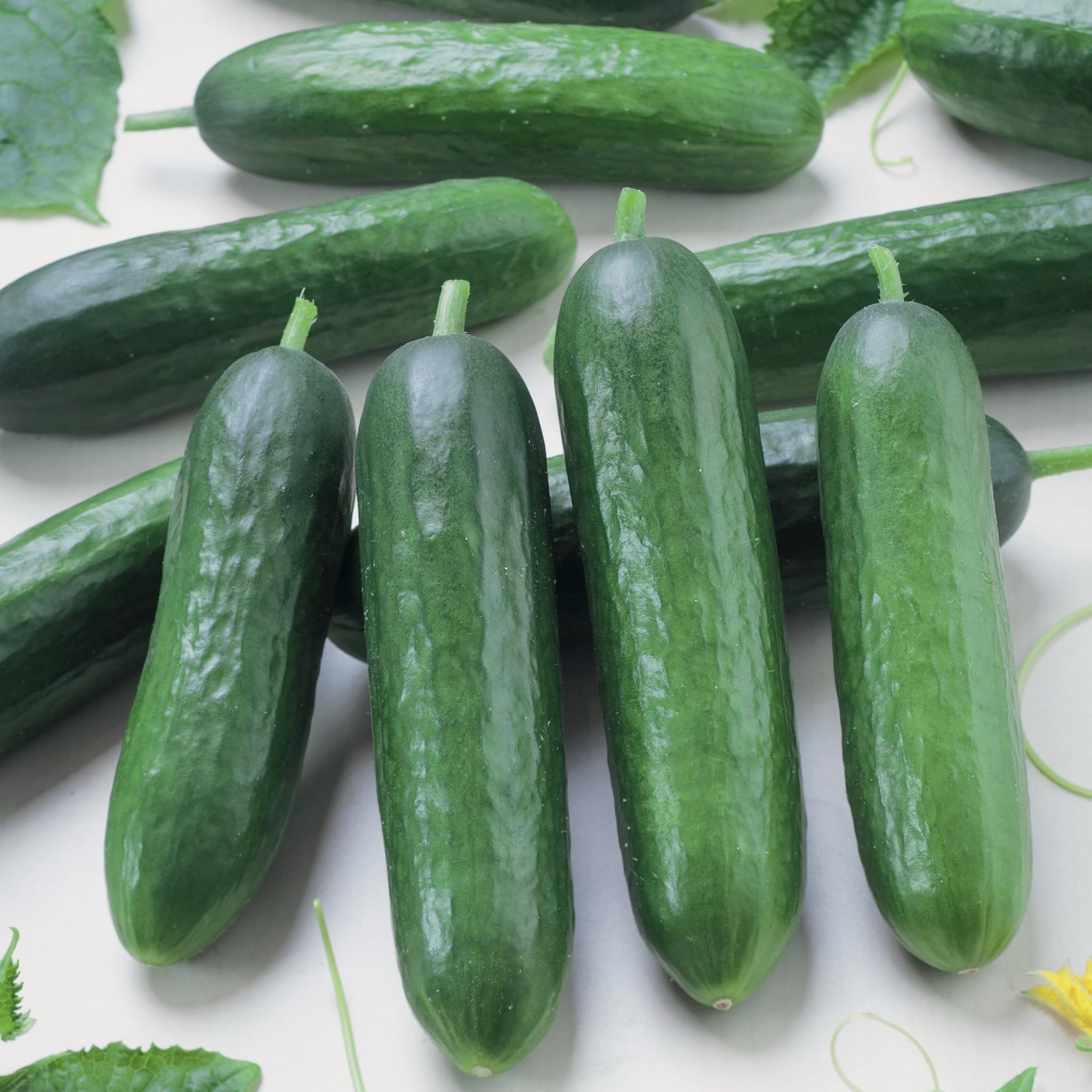 plantura-bio-salatgurke-tanja-bio-saatgut image 2