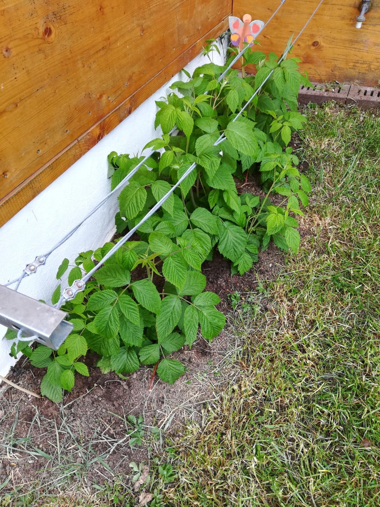 Gut für alle Beeren