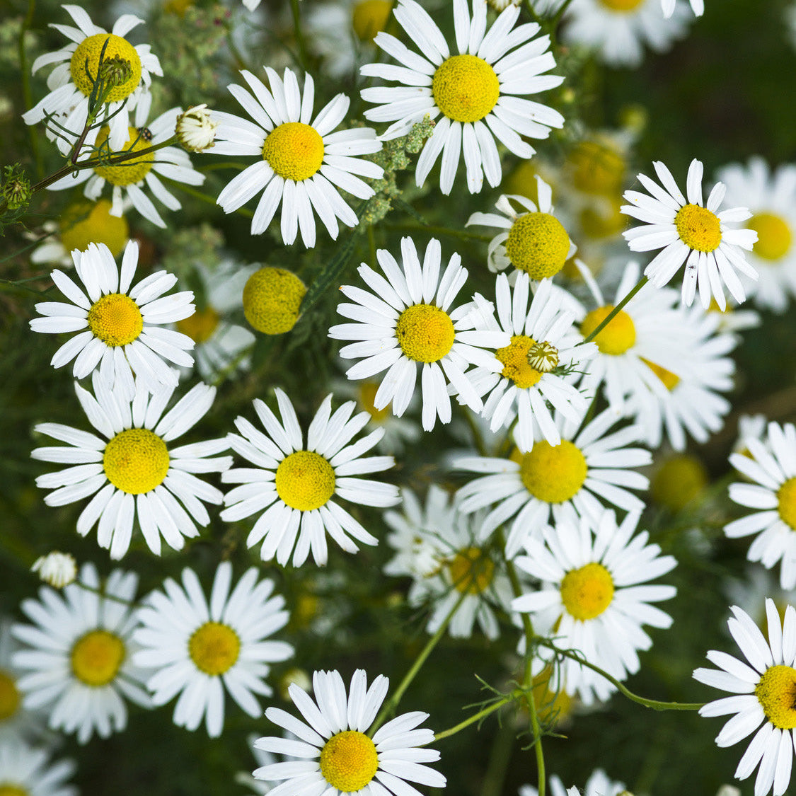 plantura-bio-echte-kamille-bio-saatgut image 2