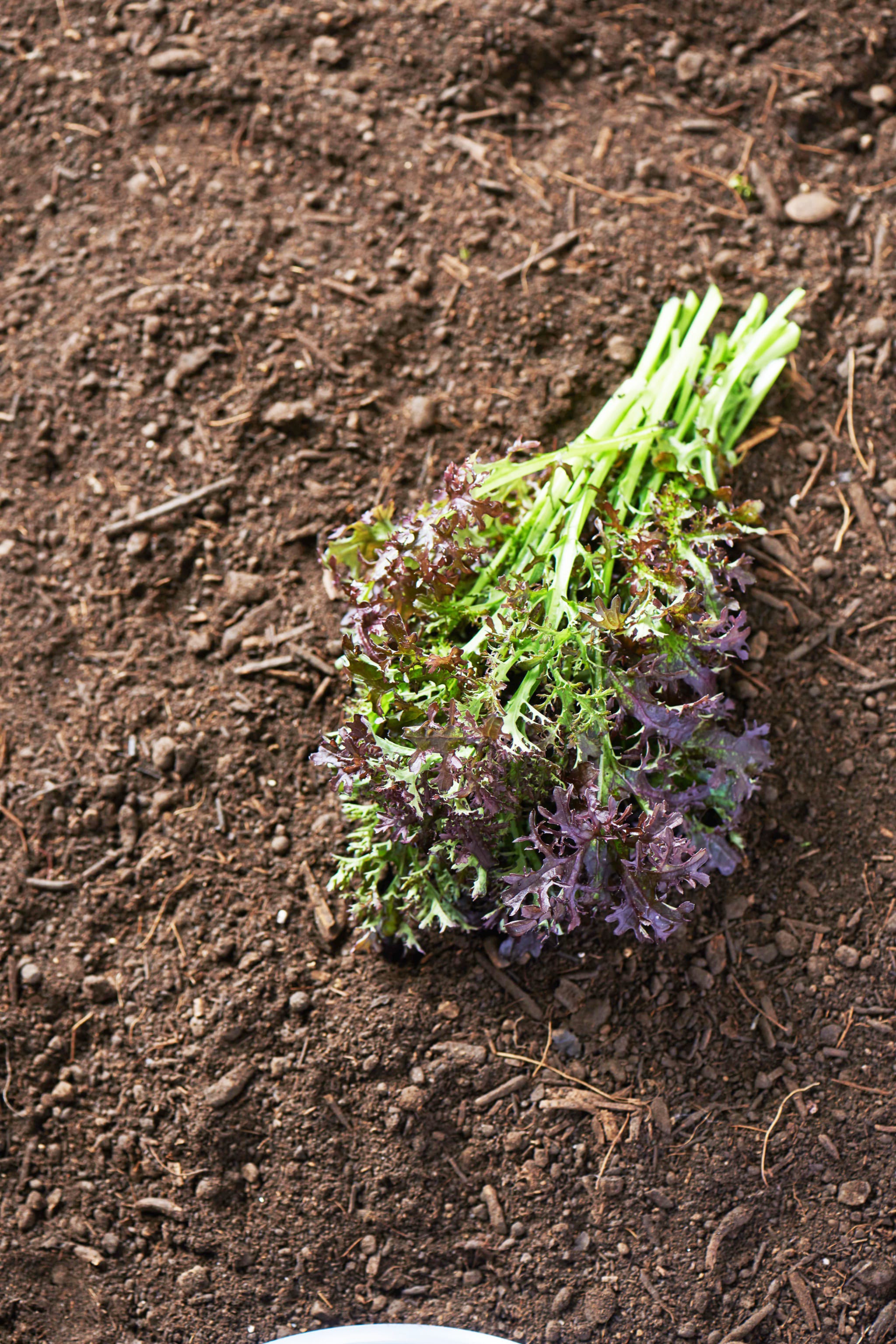 plantura-bio-asia-salat-purple-frills-bio-saatgut image 2