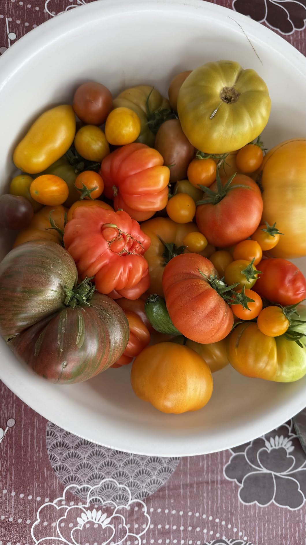 Beste Tomaten seit Jahren