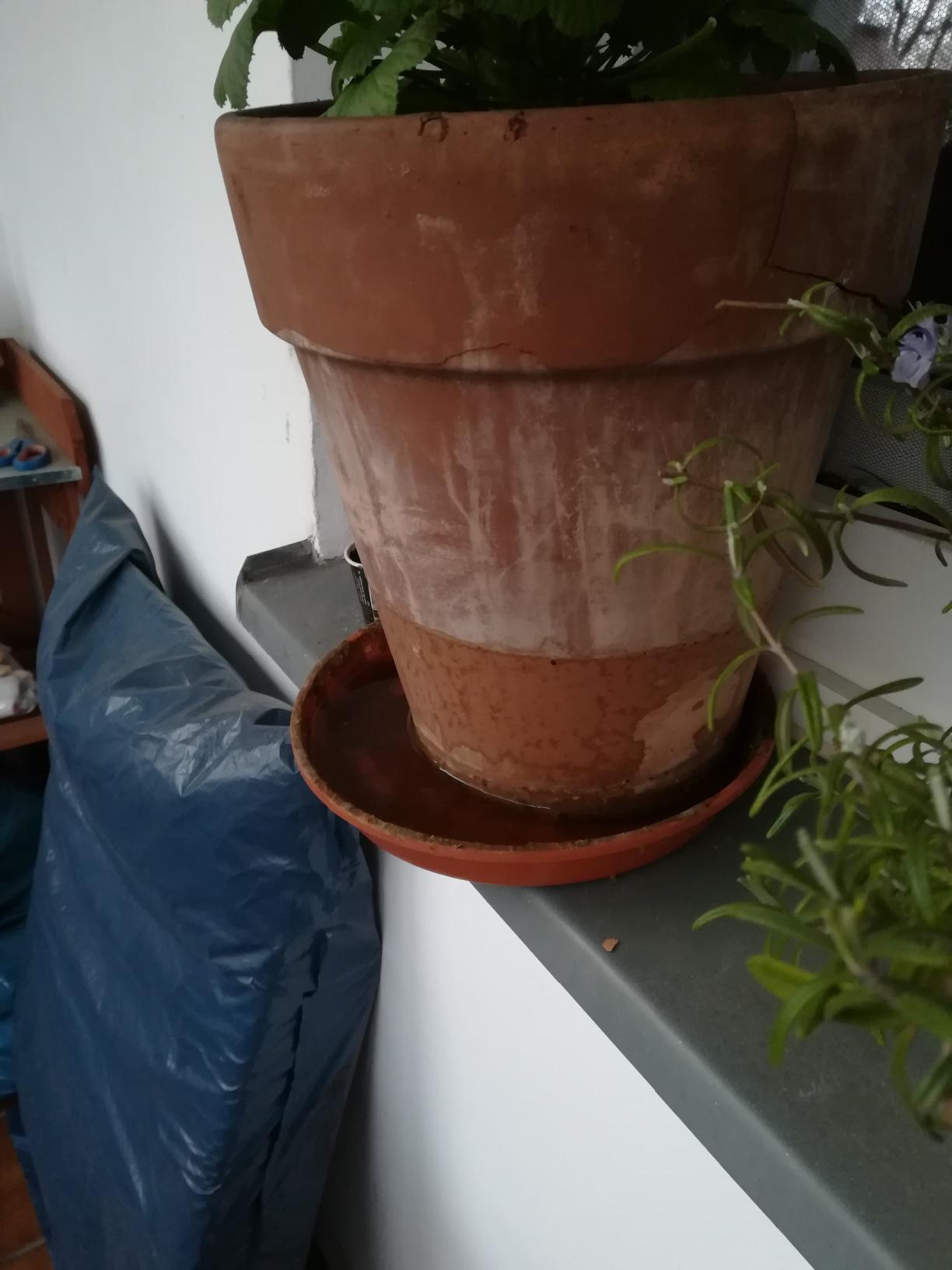 Bei mir Trauermücken drin