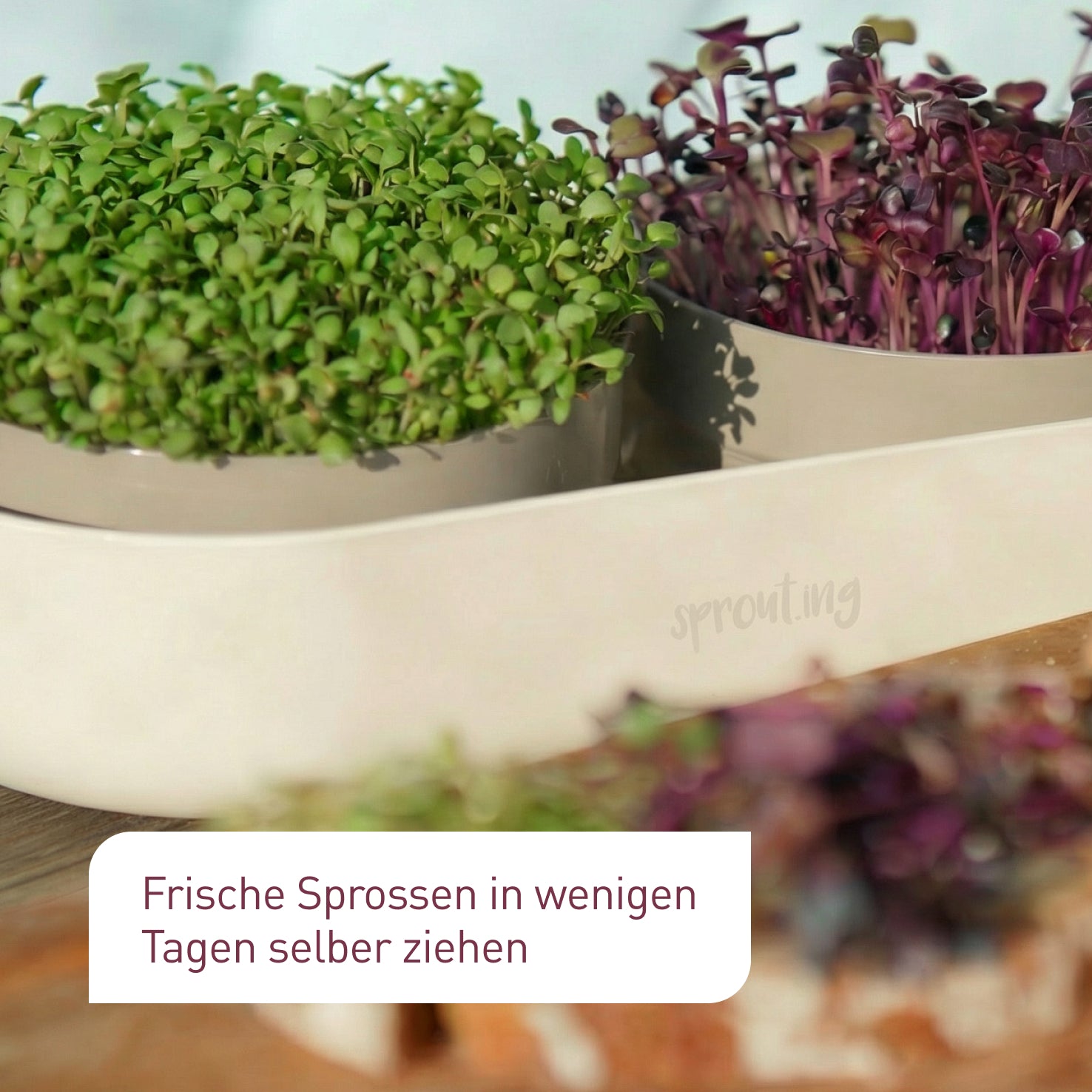 plantura-bio-sprossen-samen-set-mild-4-x-40-g-saatgut-set image 4