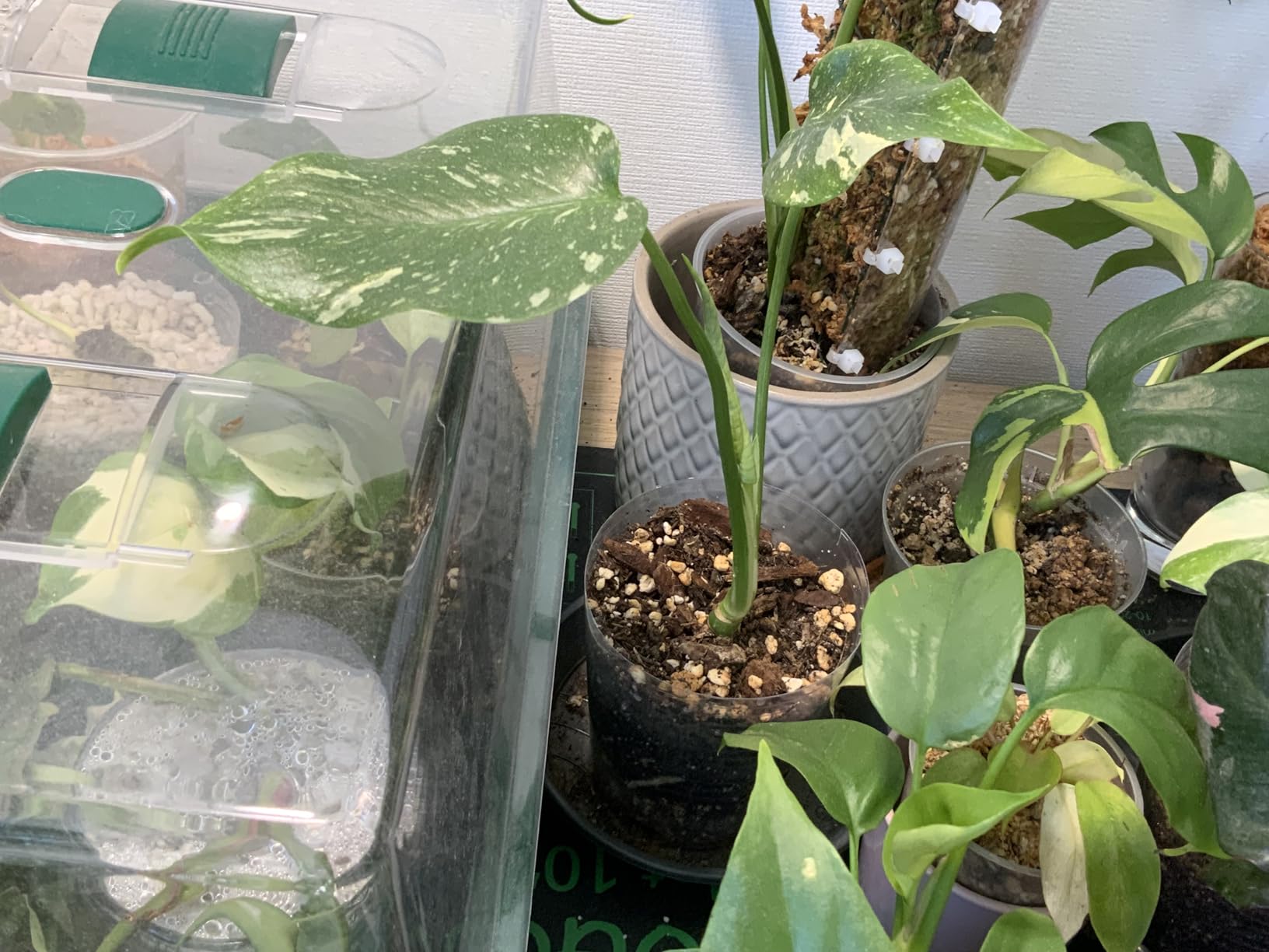 Frischkur für Monstera