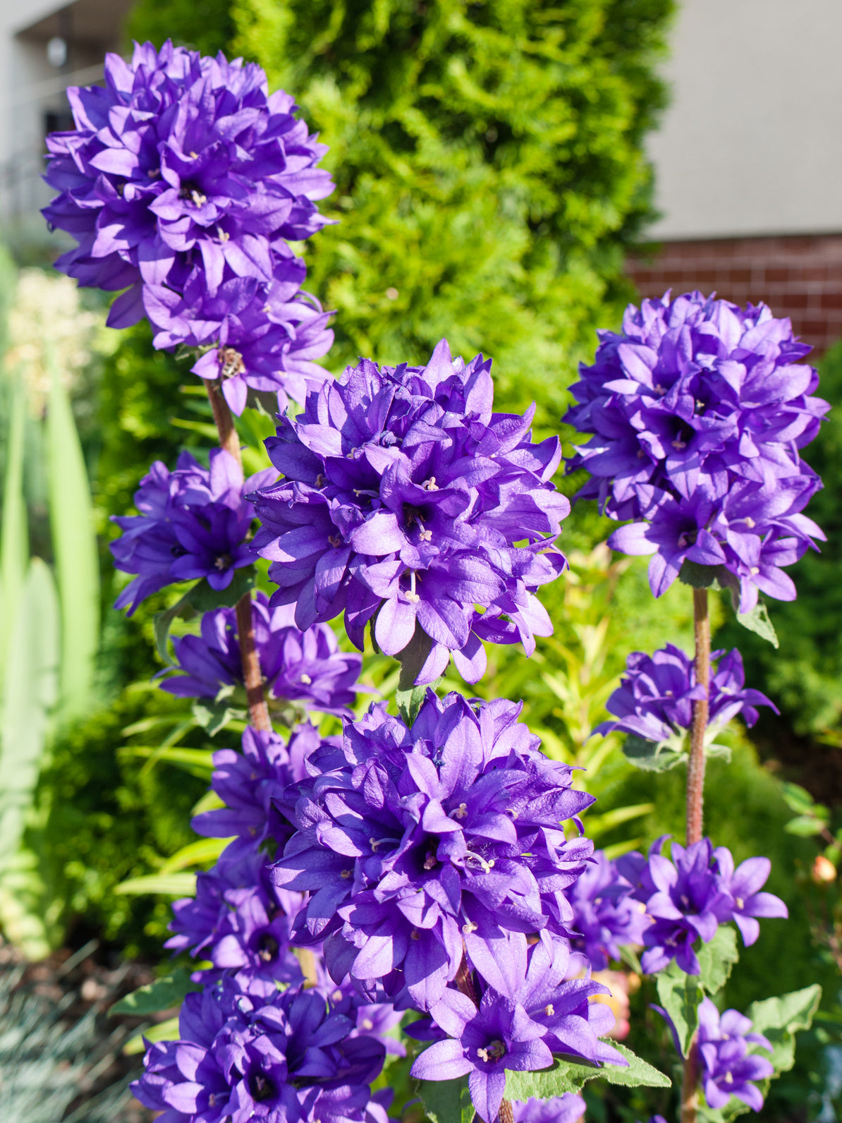 plantura-bio-kn-uel-glockenblume-wildblume-bio-saatgut image 2