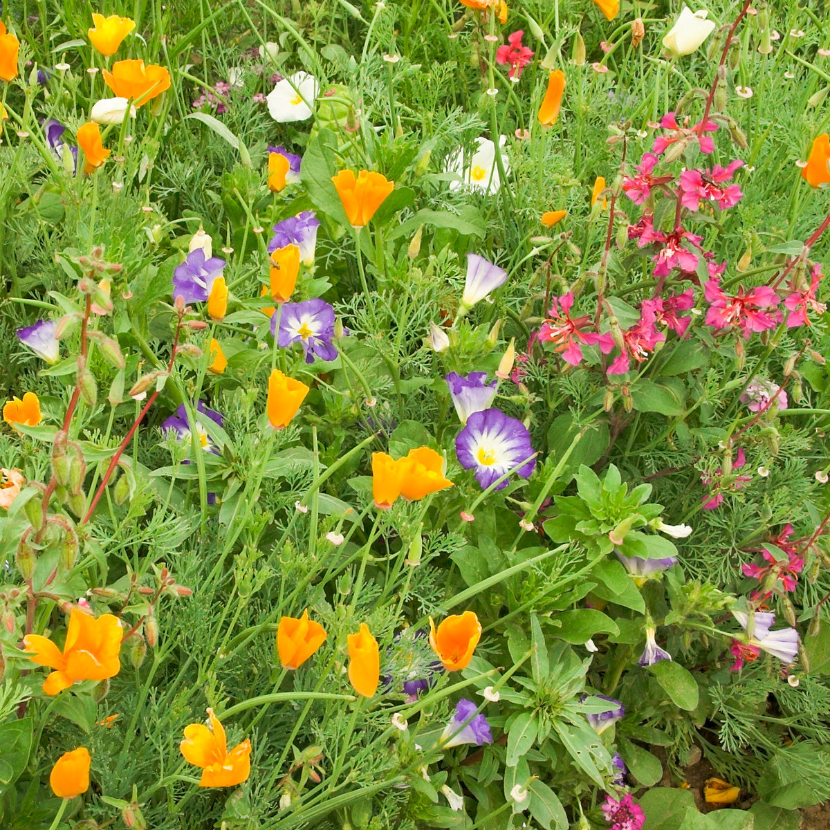 plantura-bio-blumenmischung-sommerpracht-saatgut image 2