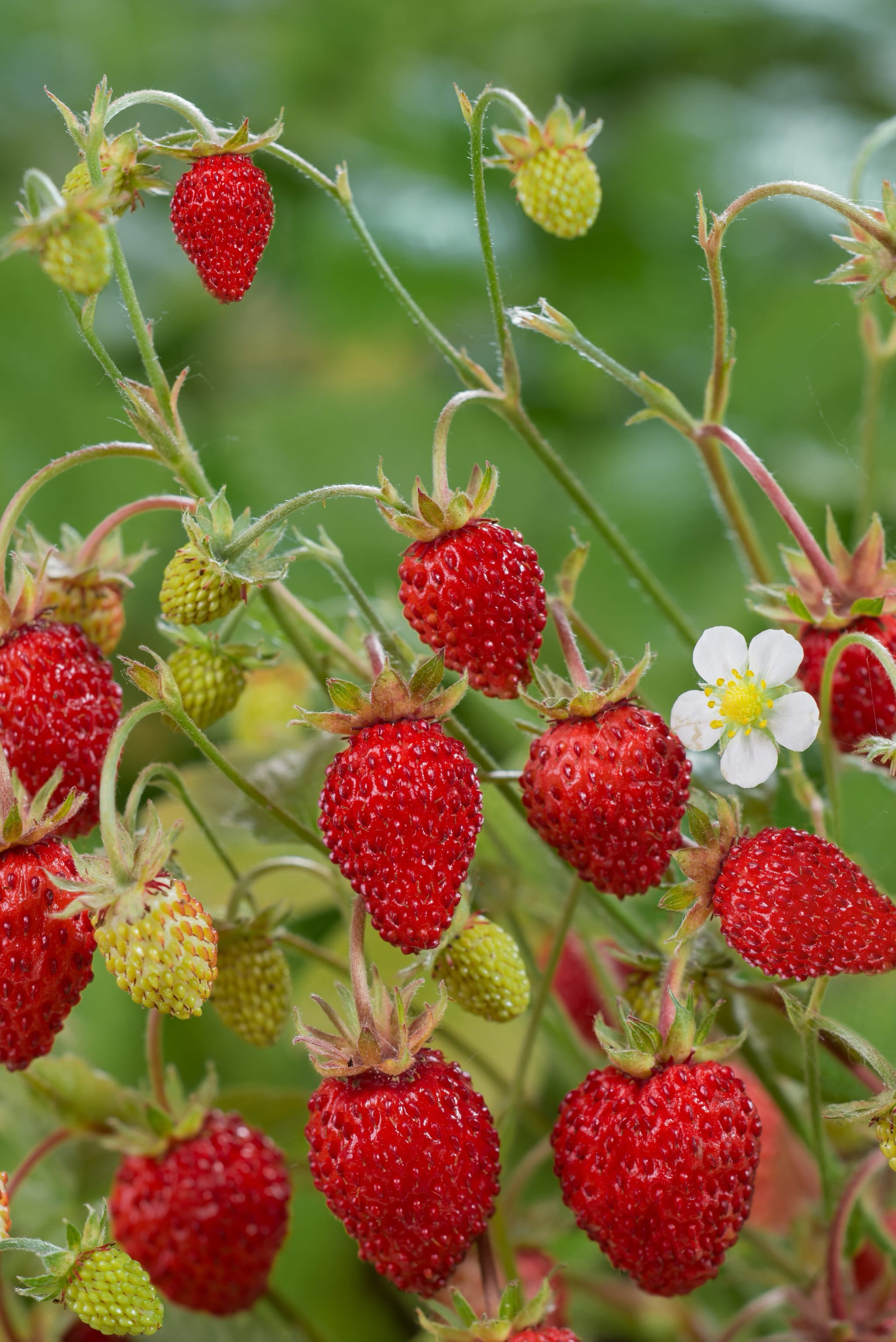 plantura-bio-monatserdbeeren-r-gen-bio-saatgut image 2
