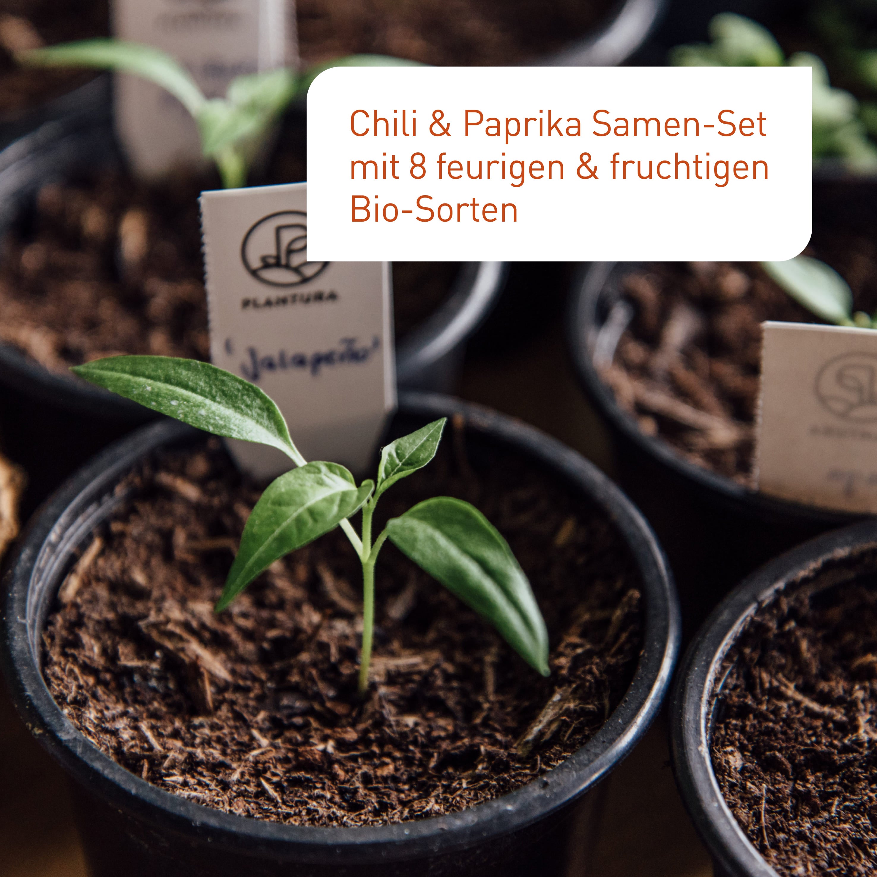 plantura-bio-chili-paprika-samen-set-8-sorten image 2