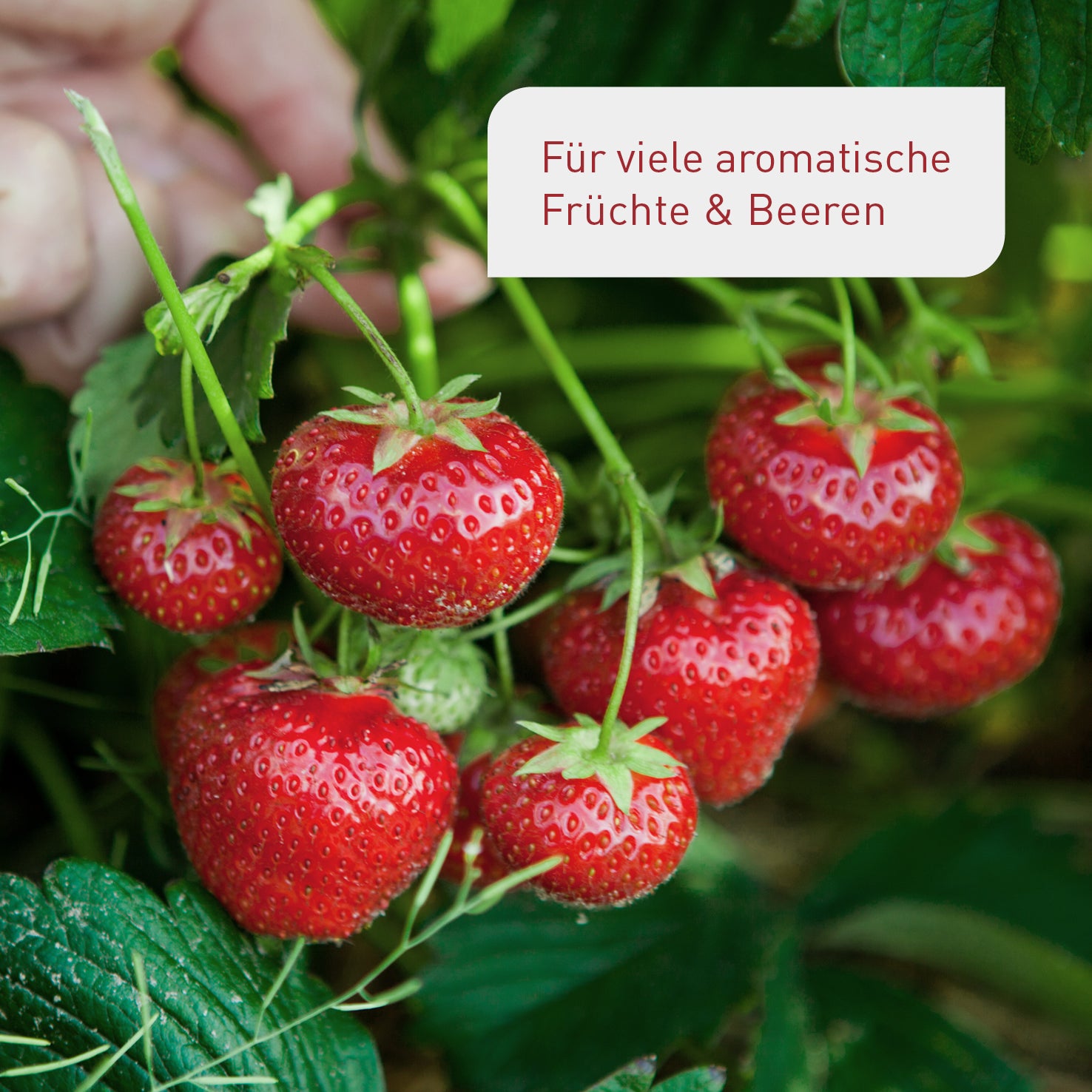 plantura-bio-beeren-obstbaumd-nger-800-ml-fl-ssigd-nger image 2