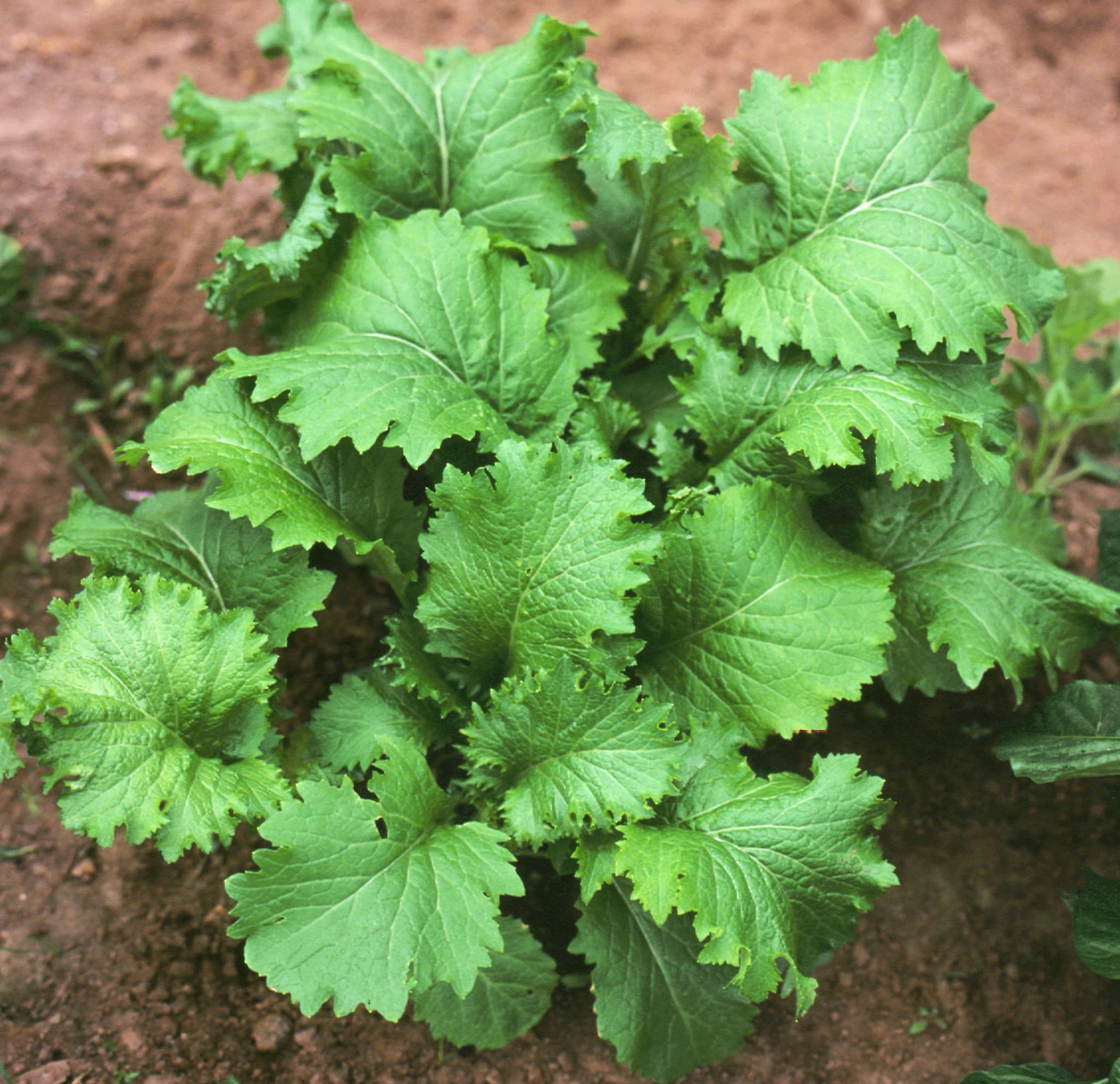 plantura-bio-asia-salat-green-in-snow-bio-saatgut image 2