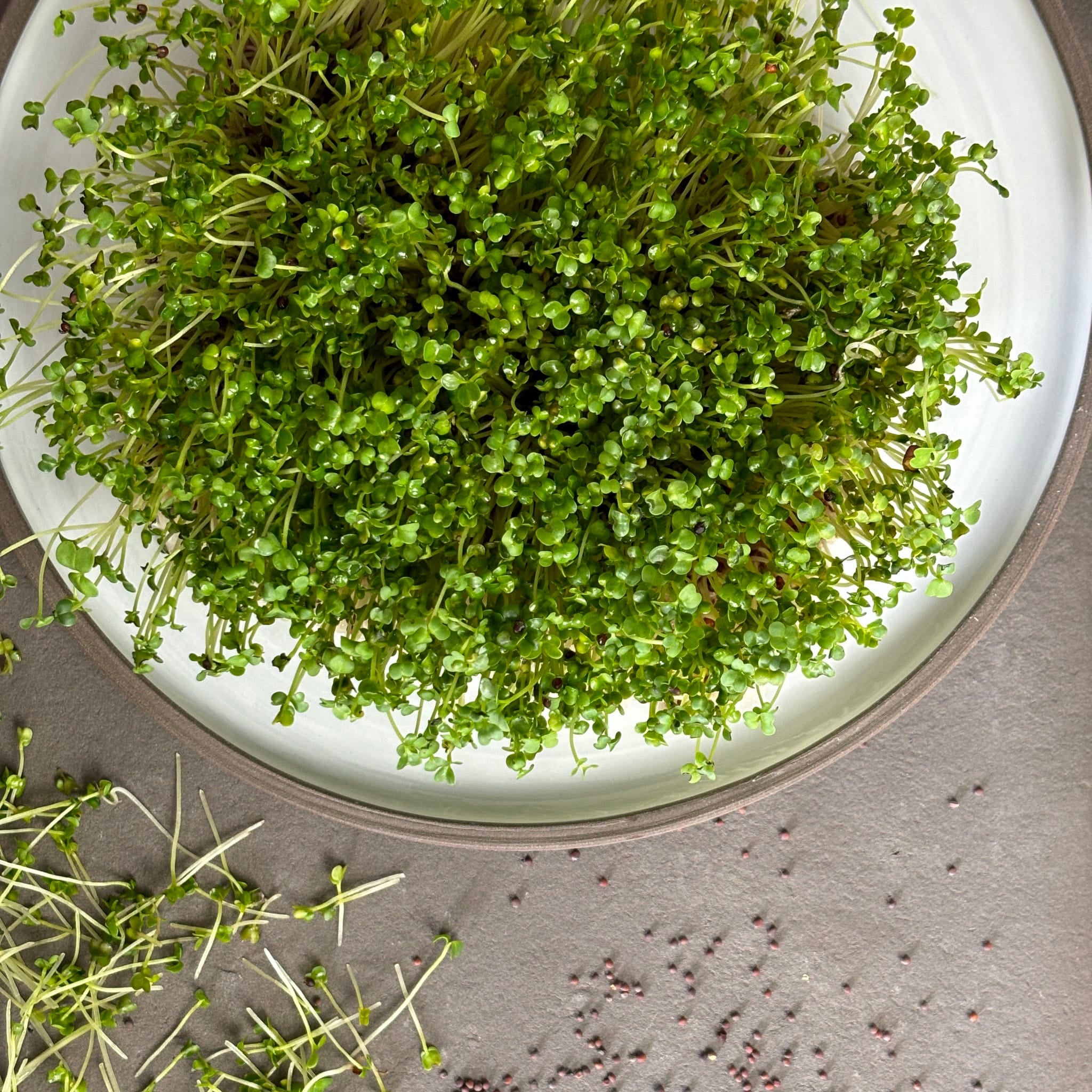 plantura-bio-brokkoli-sprossen-bio-microgreens-saatgut image 2