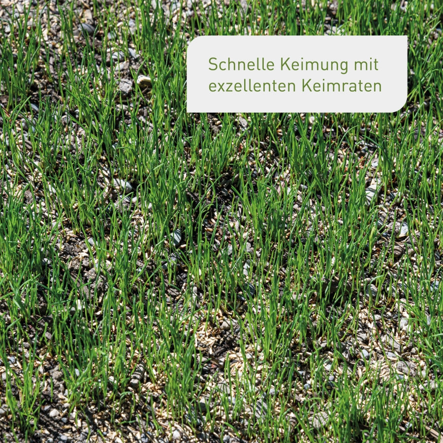plantura-rasen-nachsaat-1-kg-premium-saatgutmischung image 4