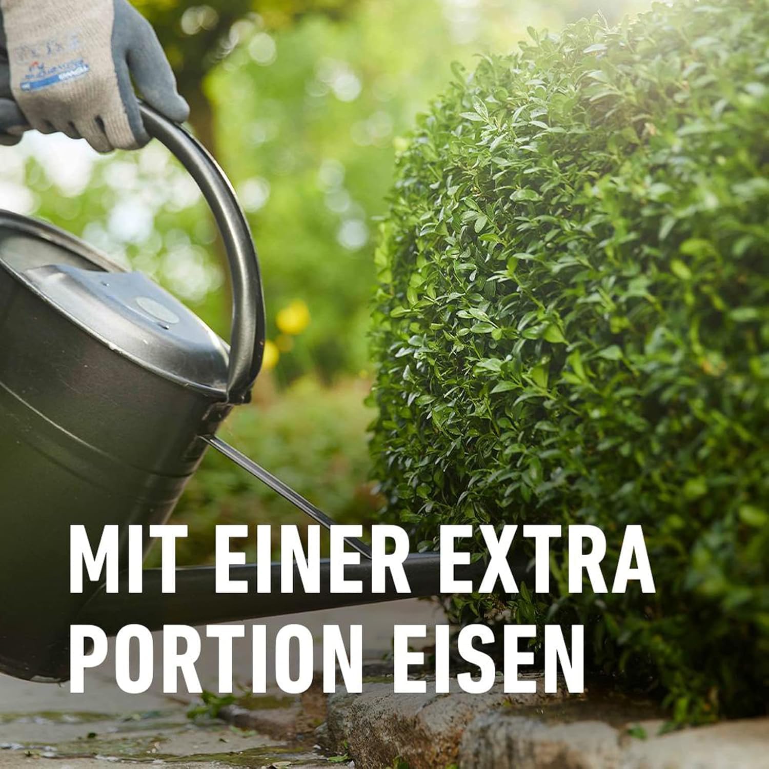 compo-buchsbaum-und-ilex-langzeit-d-nger-2-kg-f-r-bis-6-monate-wirkung image 4