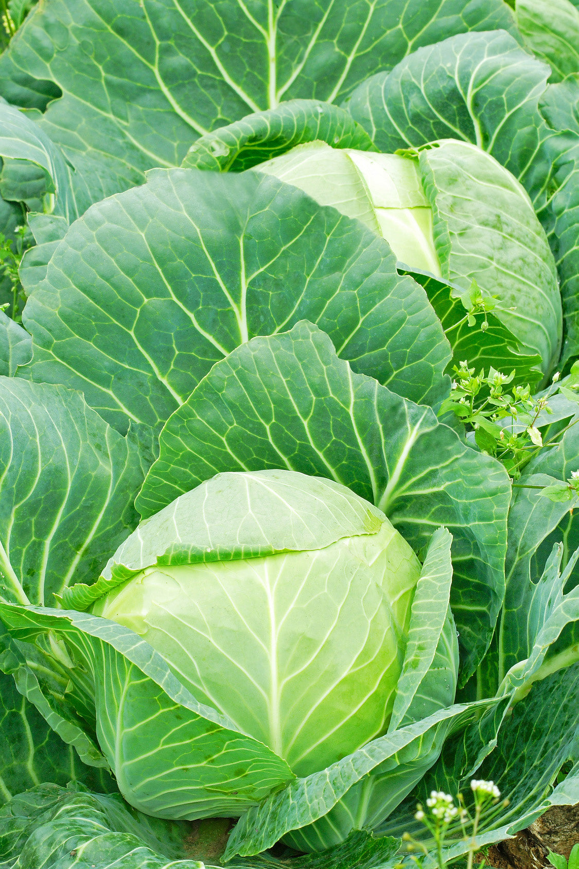 plantura-bio-wei-kohl-ruhm-von-enkhuizen-2-bio-saatgut-f-r-feste-k-pfe image 2