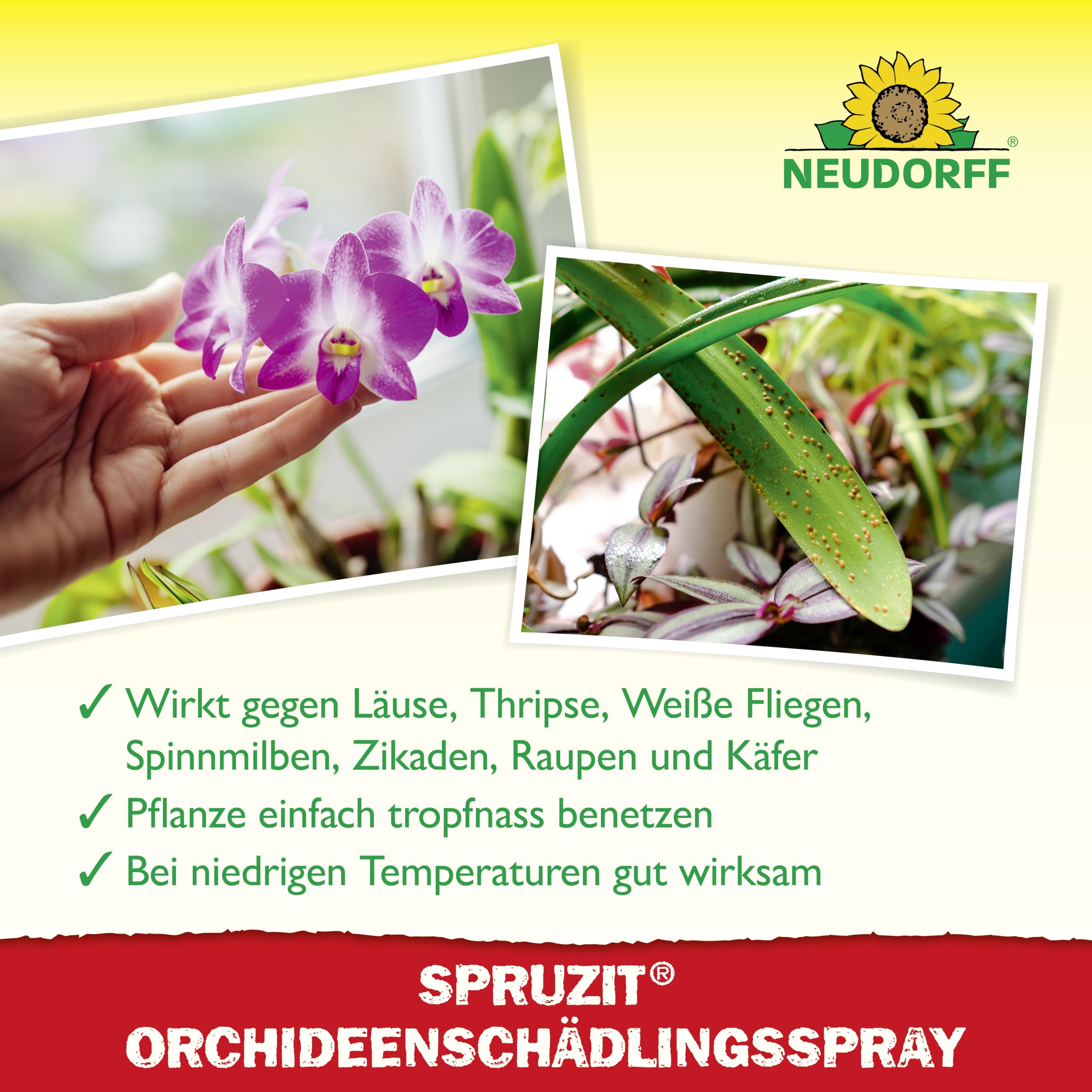 neudorff-spruzit-orchideensch-dlingsspray-300-ml-anwendungsfertig image 4