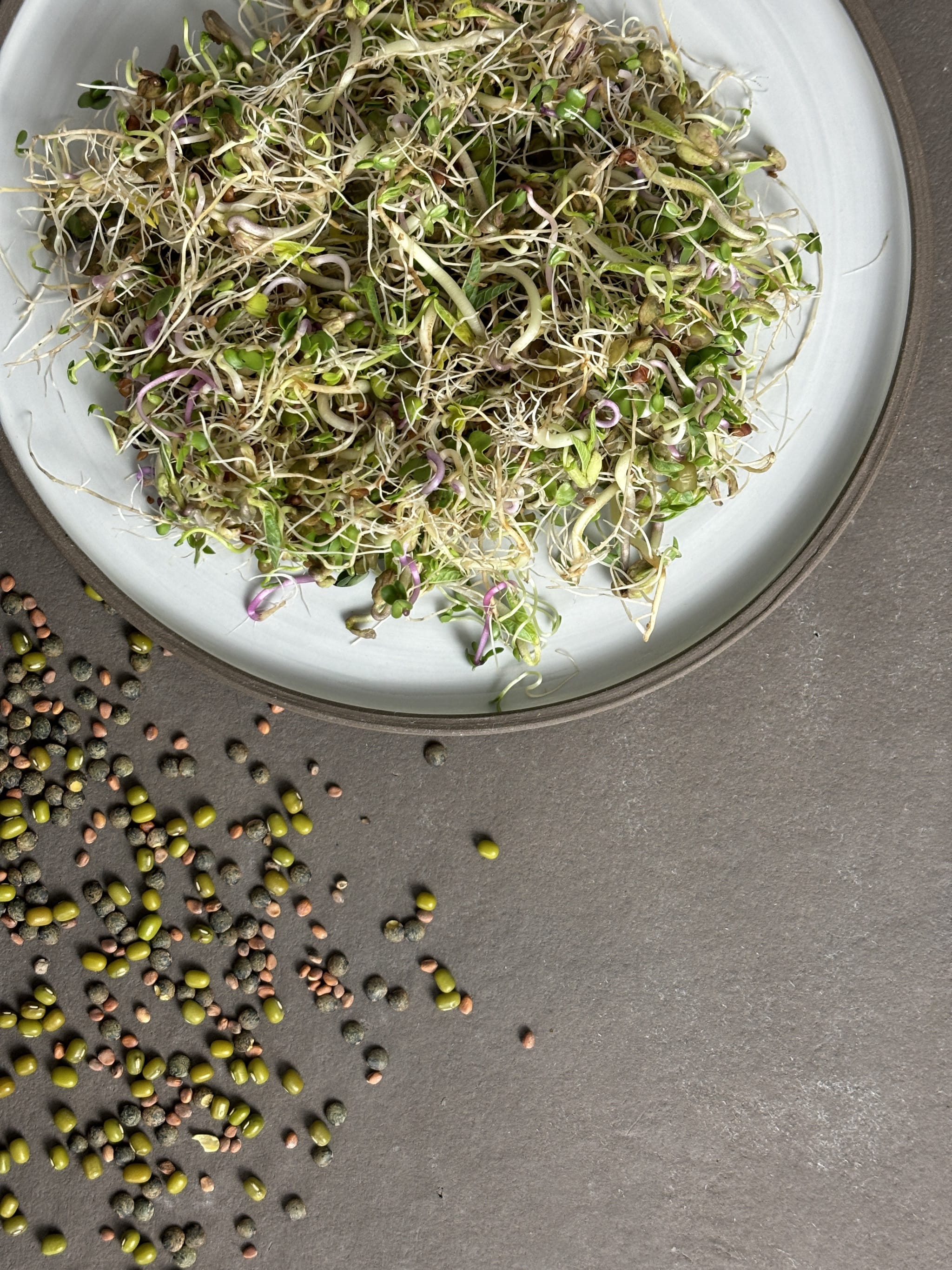 plantura-bio-sprossen-mix-vital-bio-saatgut-f-r-sprossen-und-microgreens image 2