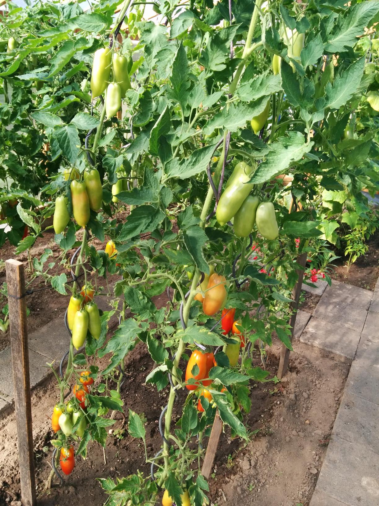 Der Garten steht im Saft