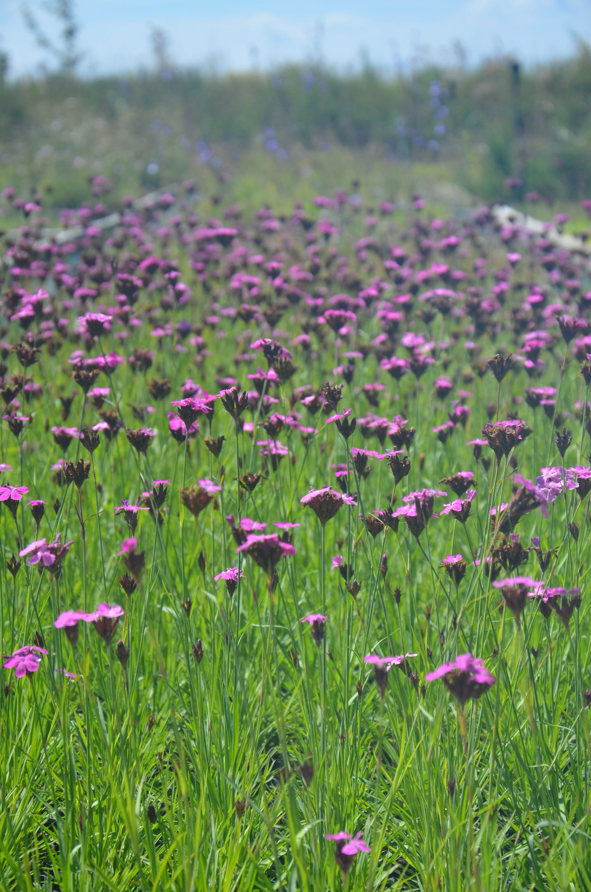 plantura-bio-kart-user-nelke-wildblume-saatgut image 2